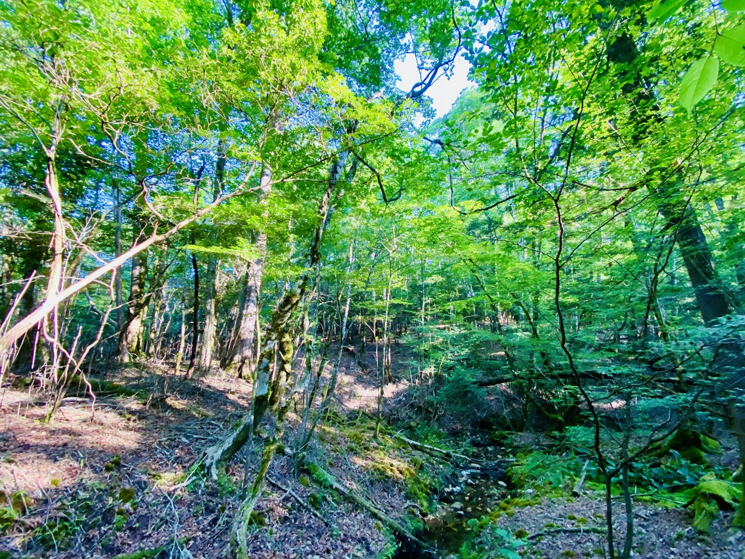 Üppige Waldszene mit Sonnenlicht, das durch dichte Bäume fällt