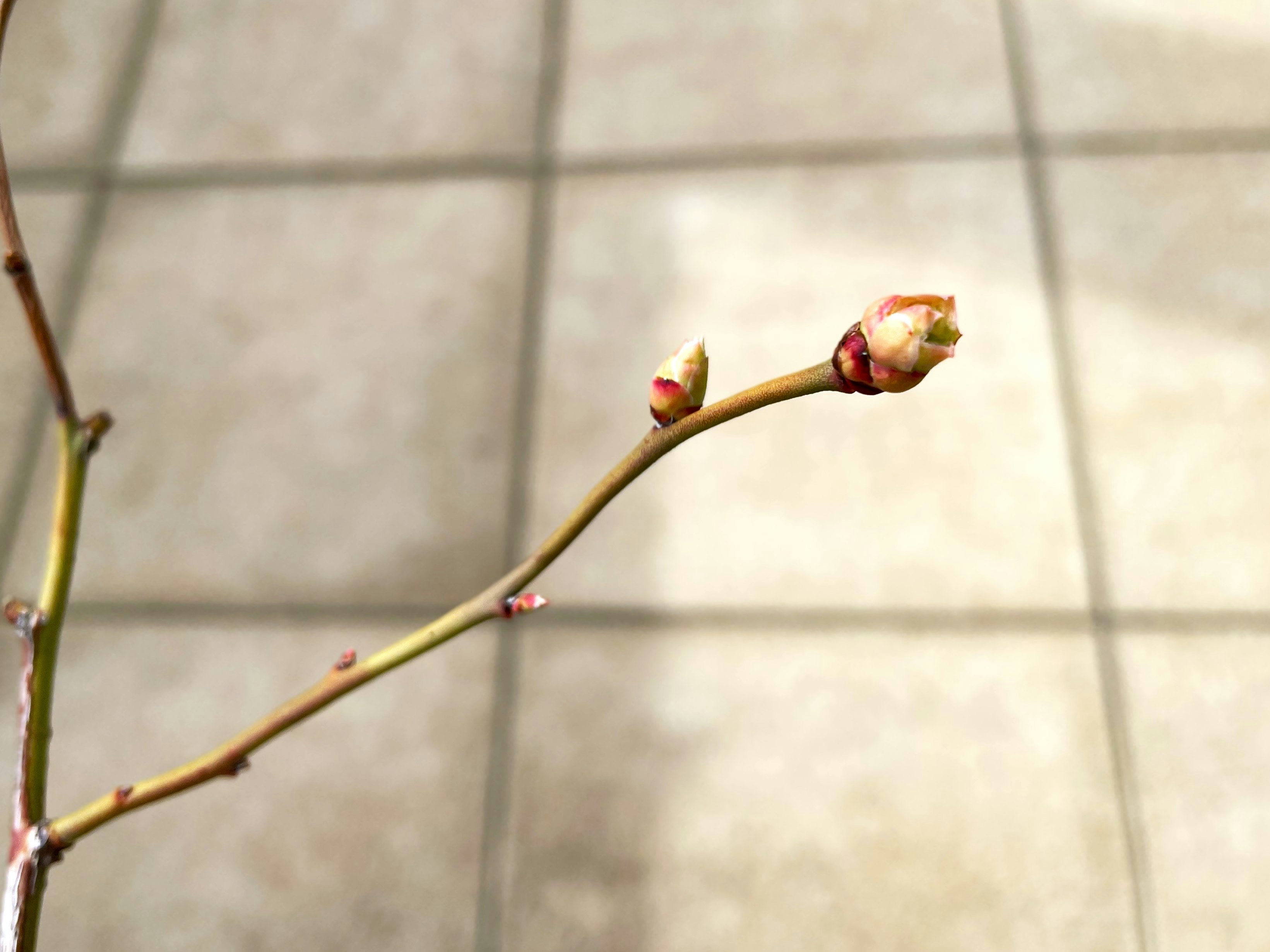 Blueberry new shoots and flower buds on a spring branch tip