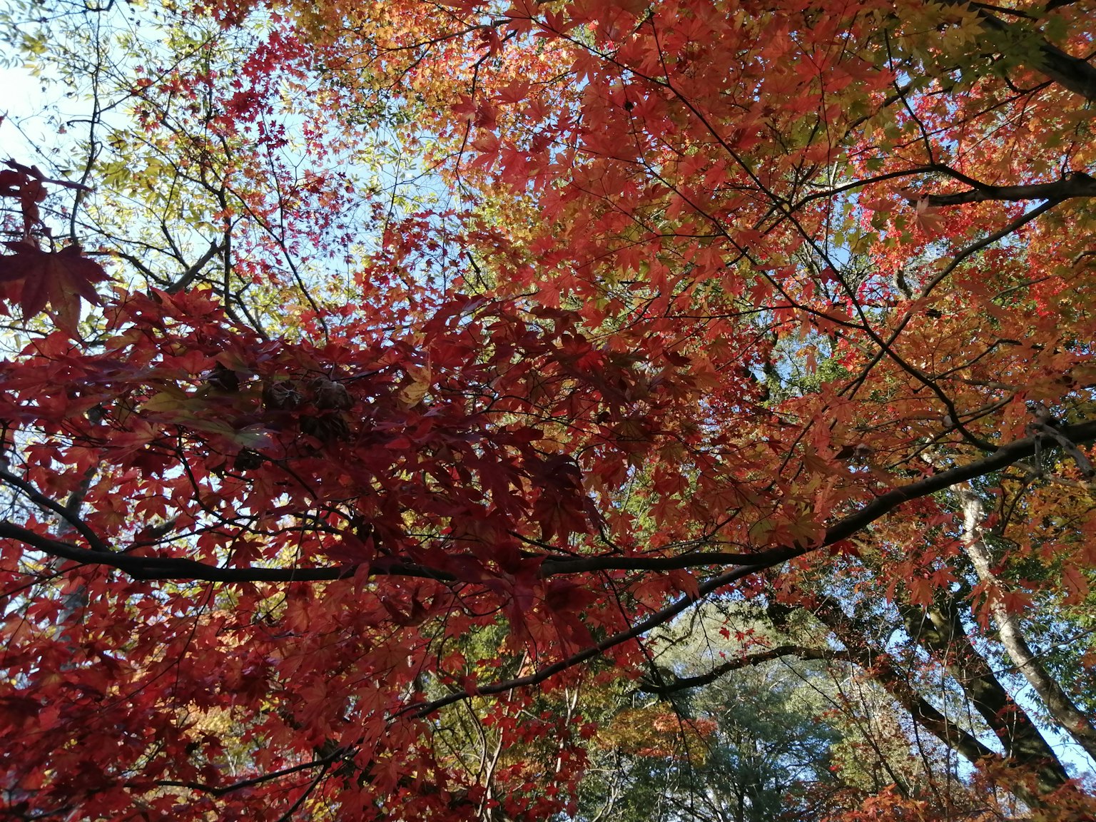 Foglie rosse e arancioni vivaci in una chioma di alberi autunnali