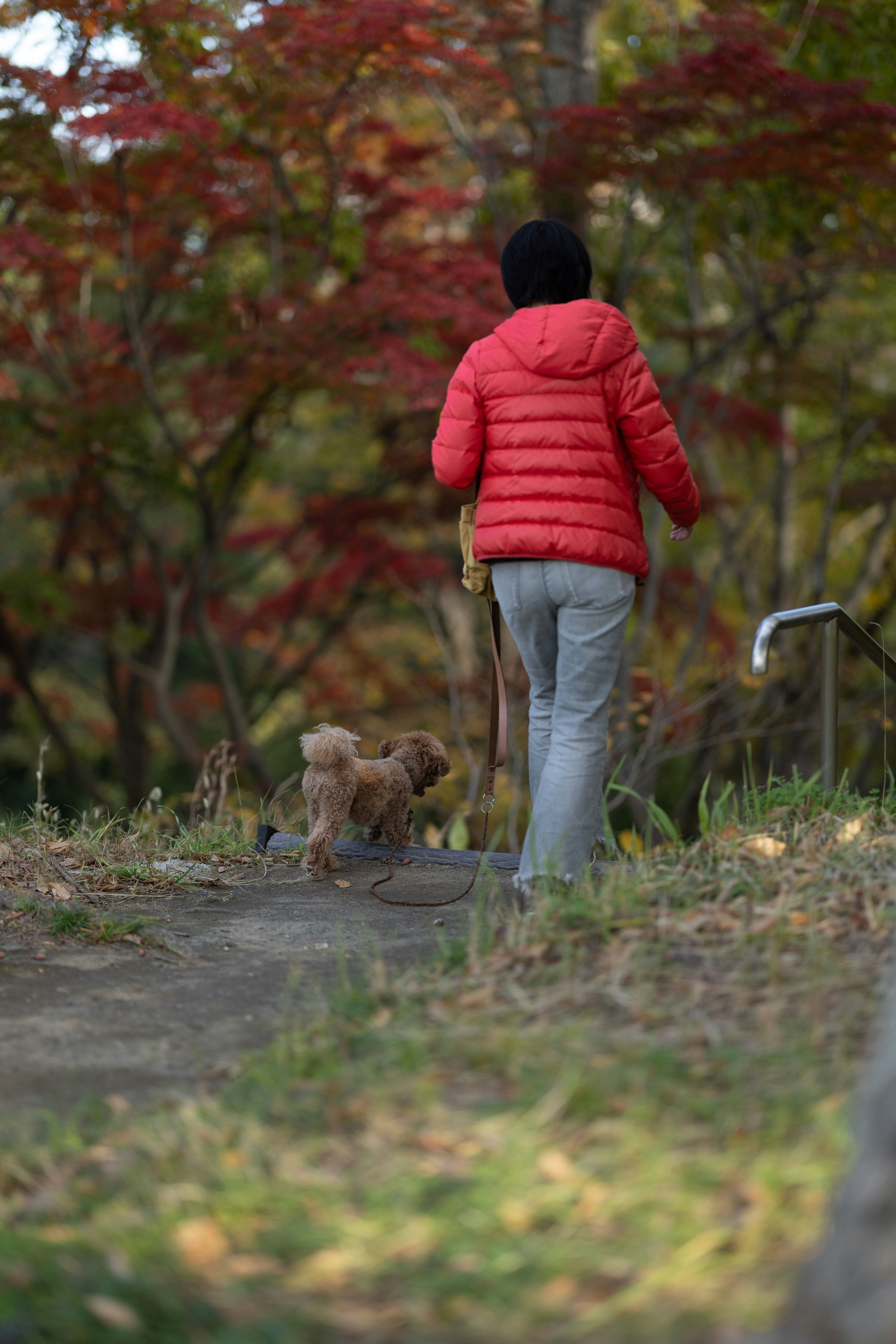 紅葉の並木道を散歩する親子と犬