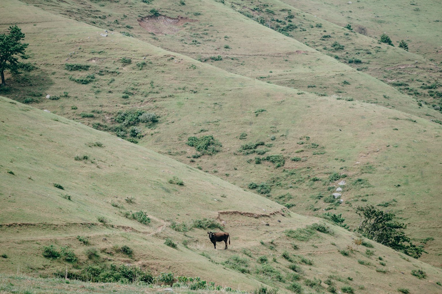 Paesaggio con una mucca nera in un terreno collinoso verde