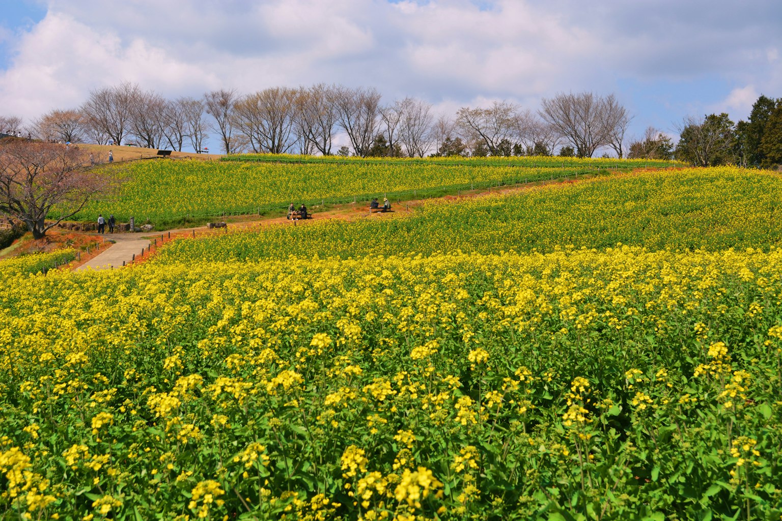Champ vaste de fleurs jaunes sous un ciel bleu