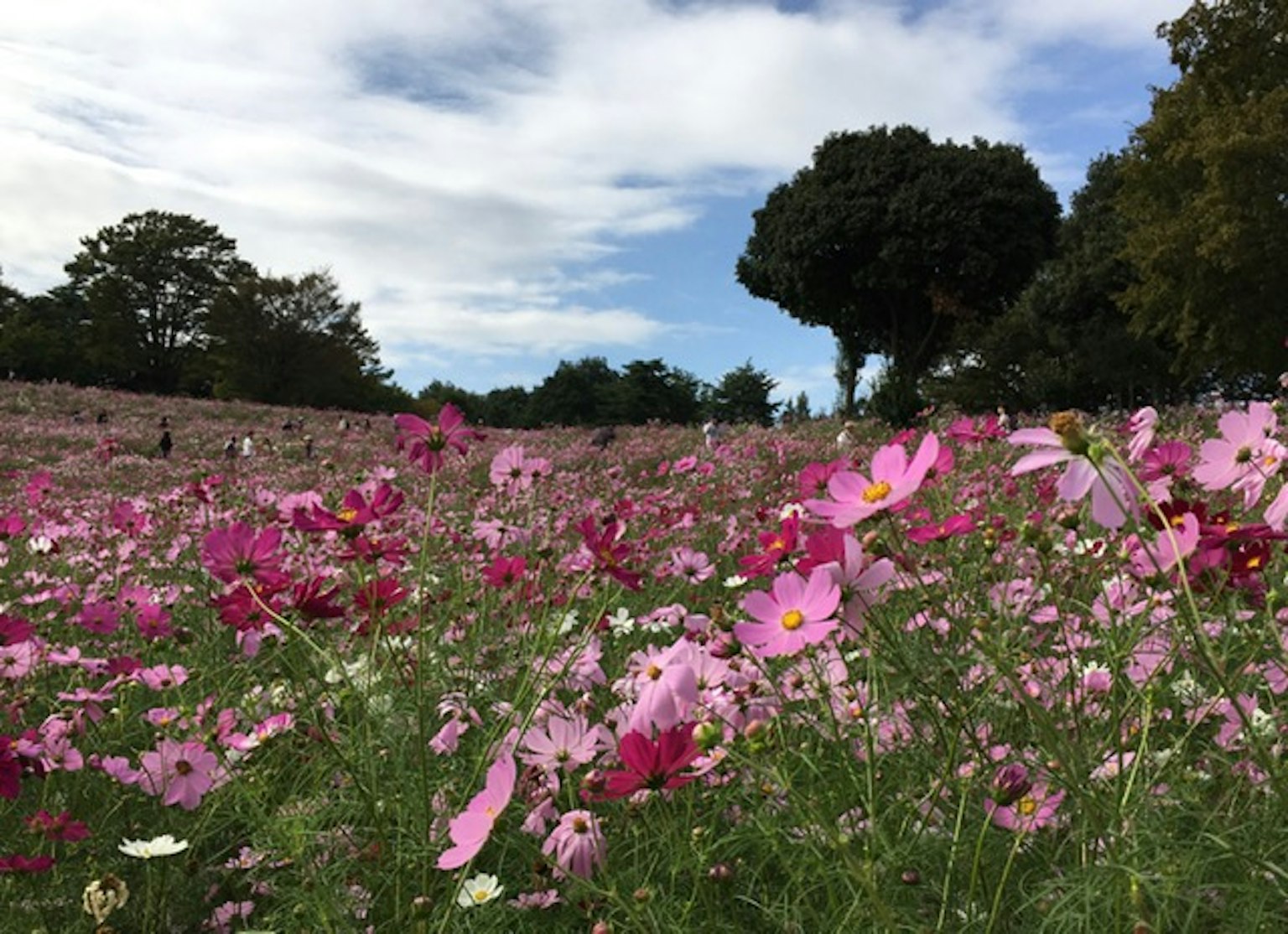Flores de cosmos vibrantes floreciendo en un campo bajo un cielo azul