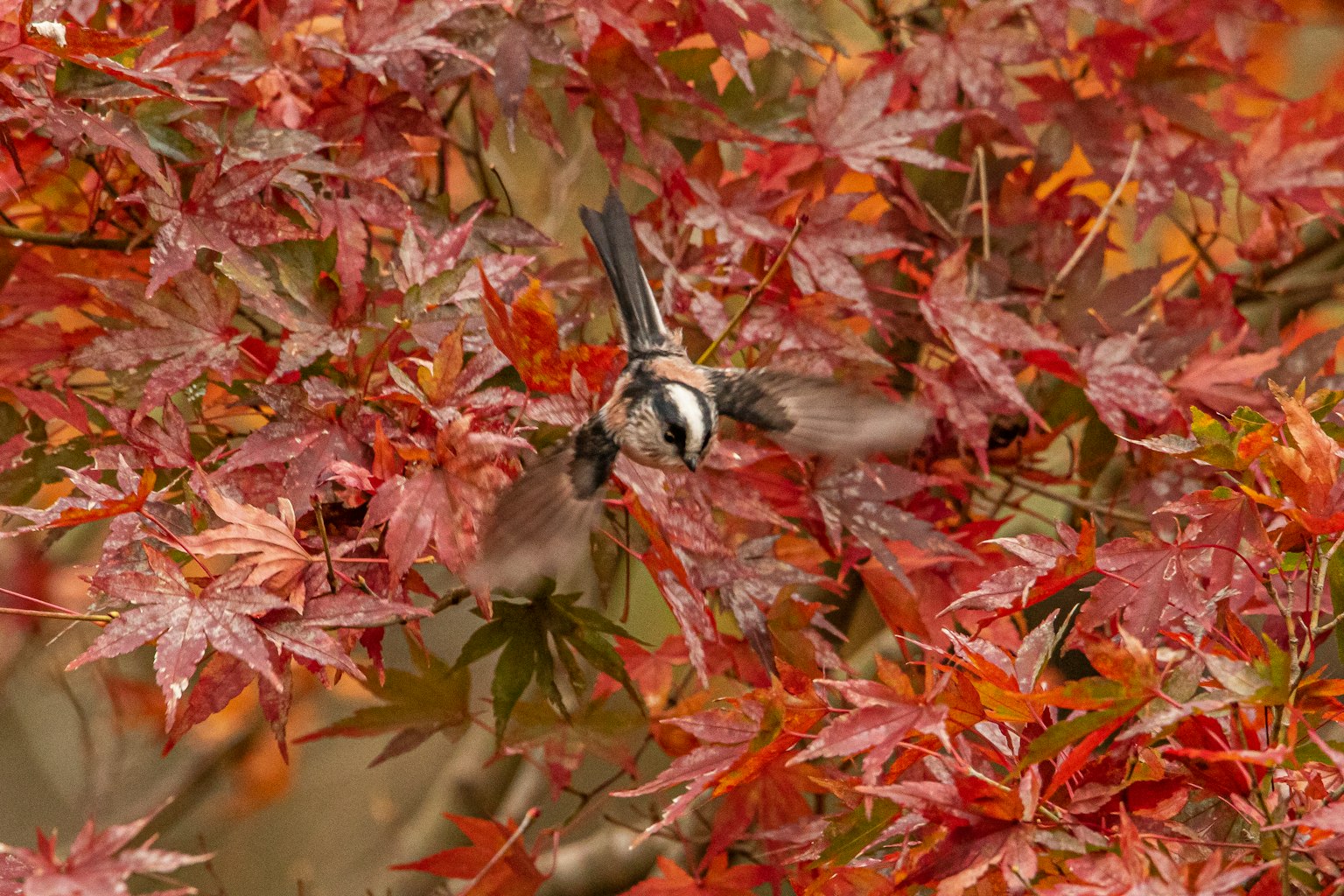 A small bird flying among vibrant red autumn leaves