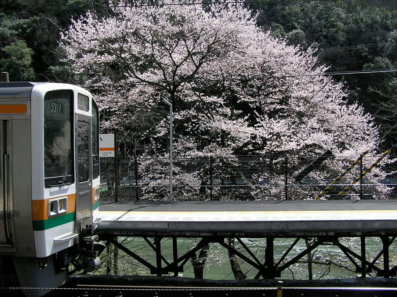 Stasiun kereta dengan pohon sakura dan kereta