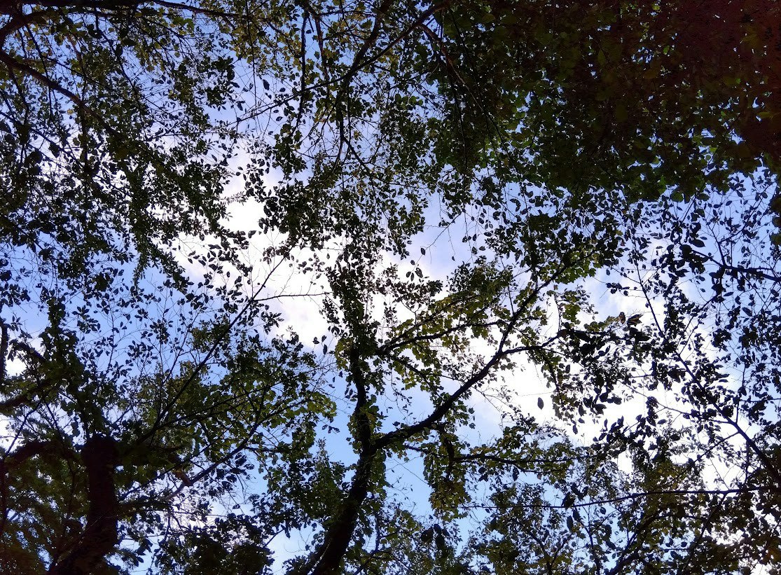 木々の隙間から見える青空