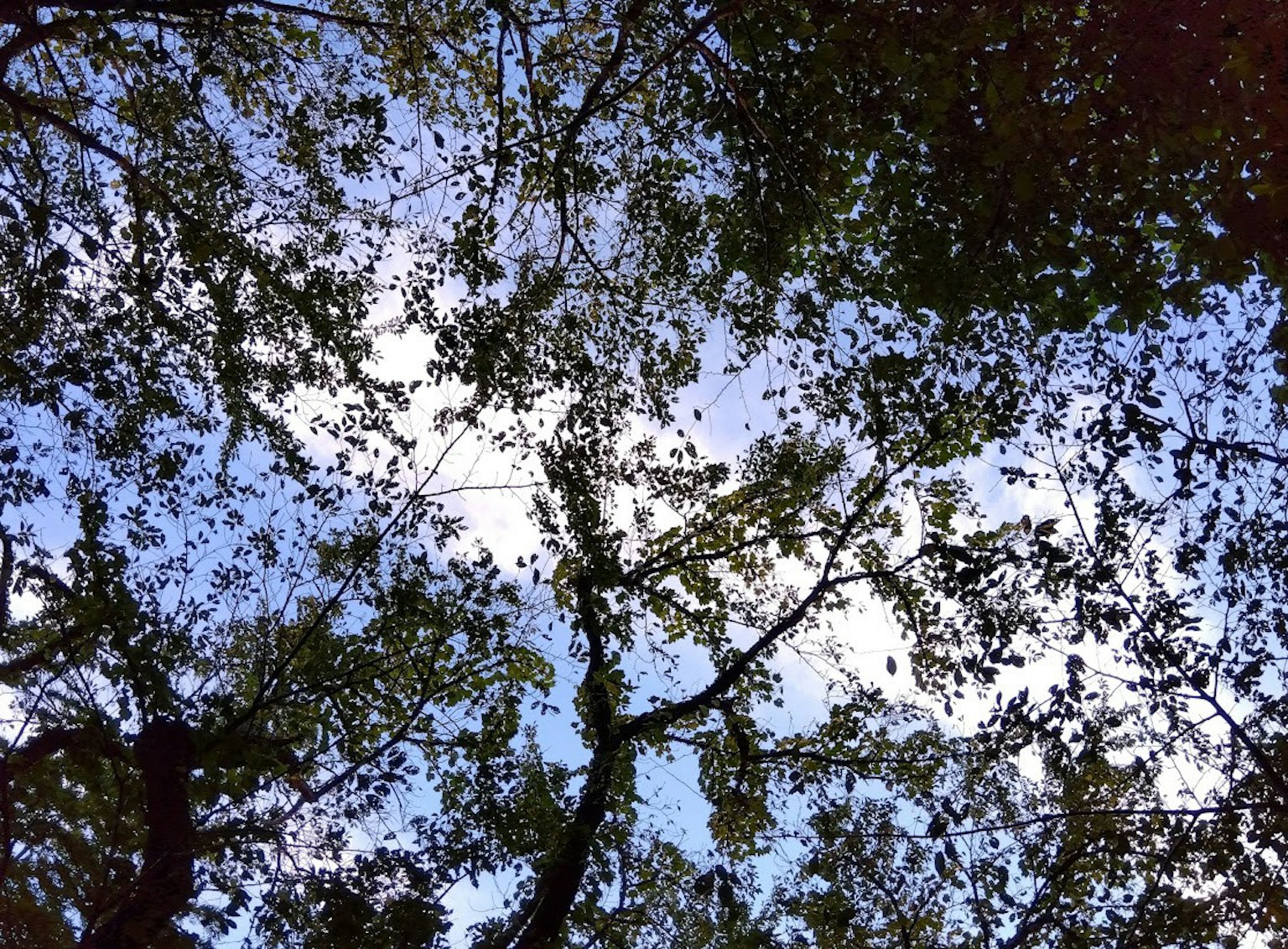 透過樹枝看到的藍天和白雲