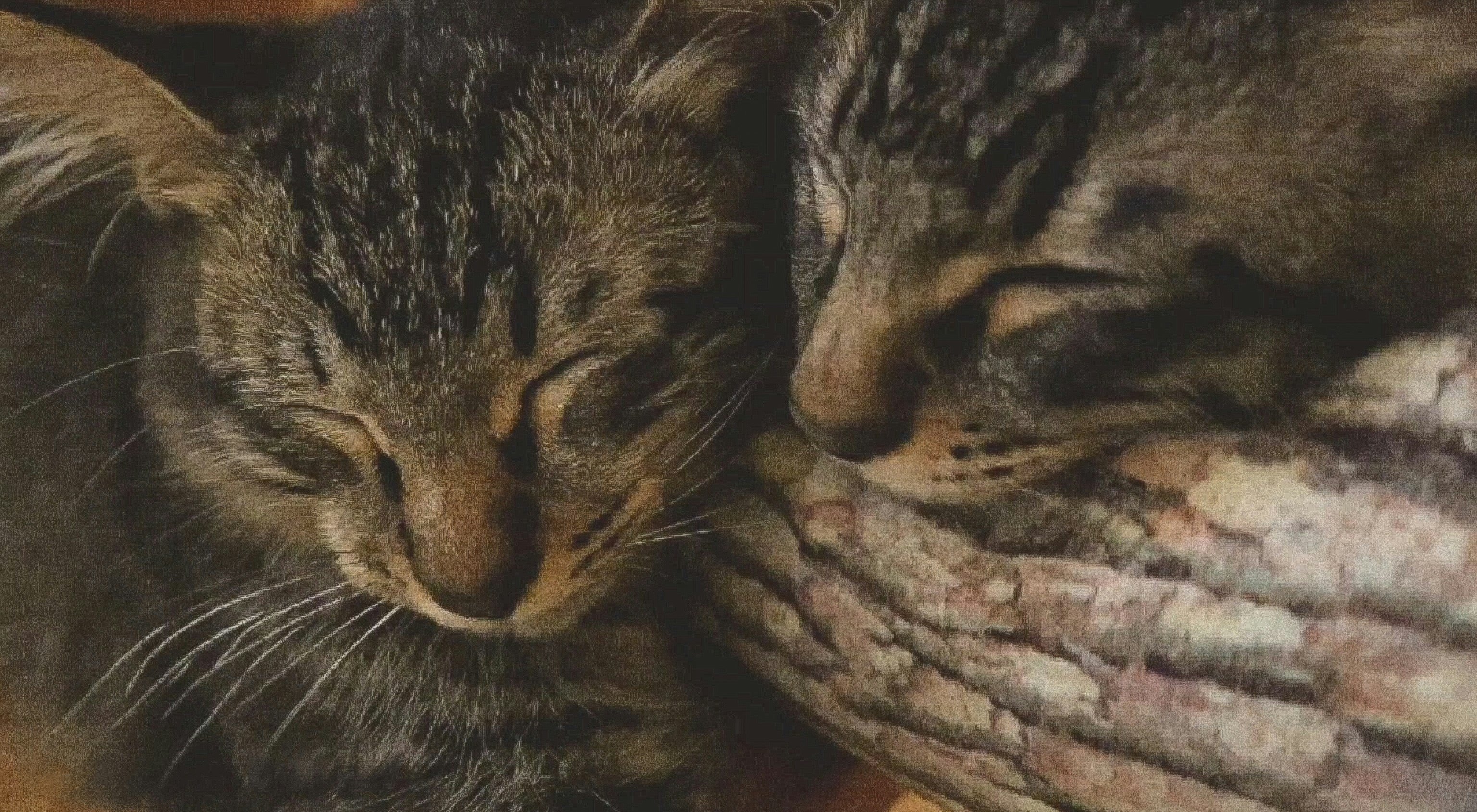 gatitos hermanos durmiendo juntos y acurrucados