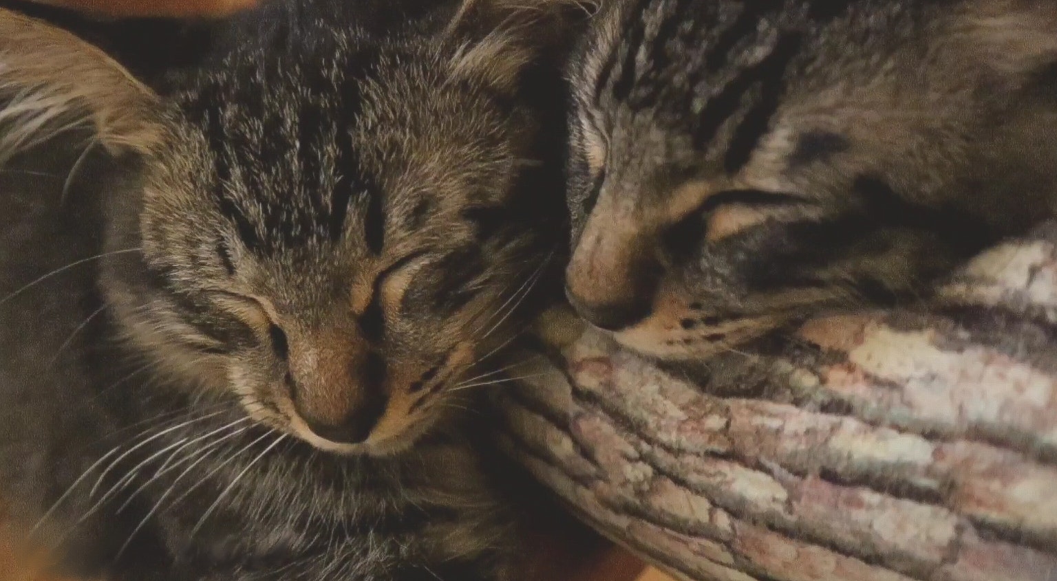 Dos gatitos acurrucados juntos mientras duermen