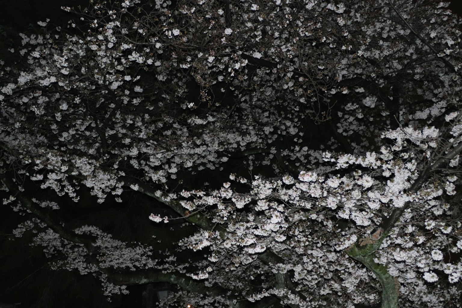 Cherry blossoms in full bloom at night