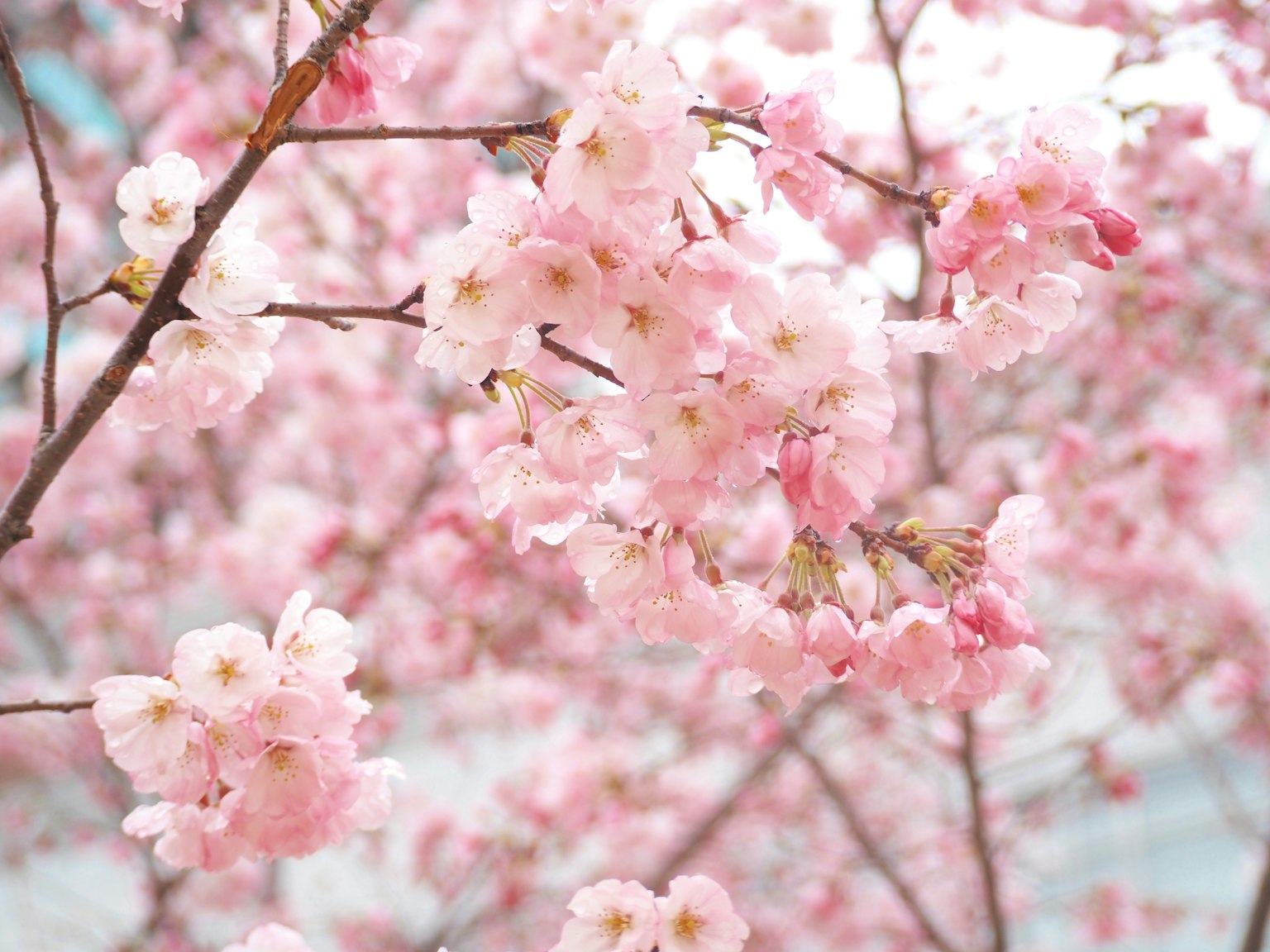 Gros plan de branches de cerisier en fleurs avec des fleurs roses délicates et un arrière-plan lumineux