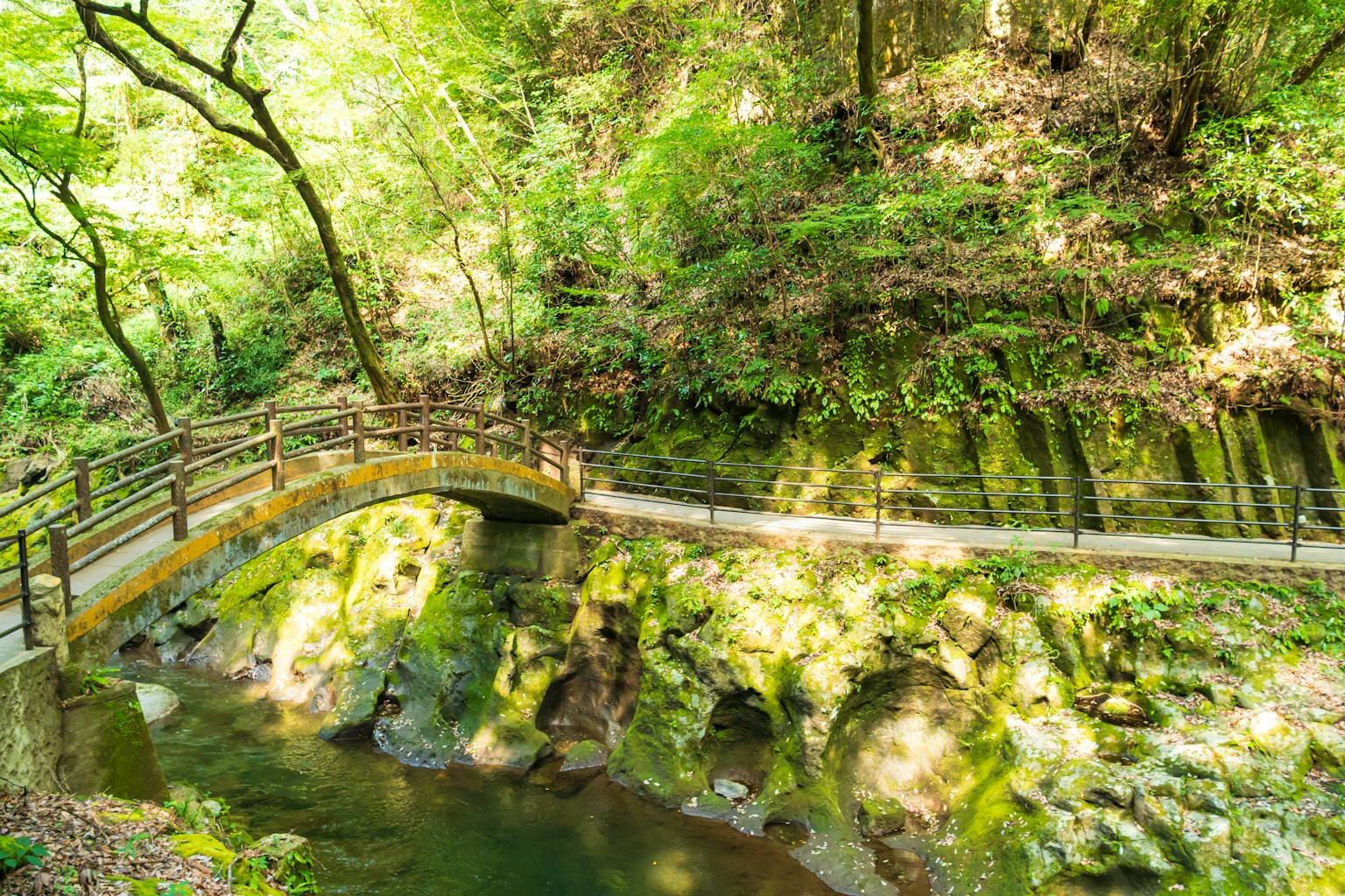 Puente de madera sobre un arroyo sereno en un bosque verde