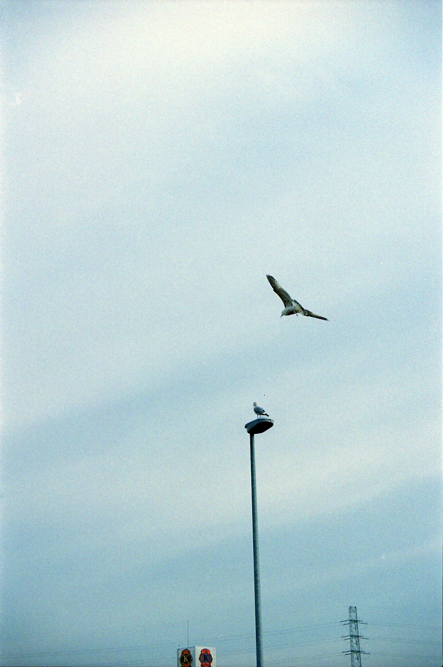 A bird flying in the sky with a lamppost below