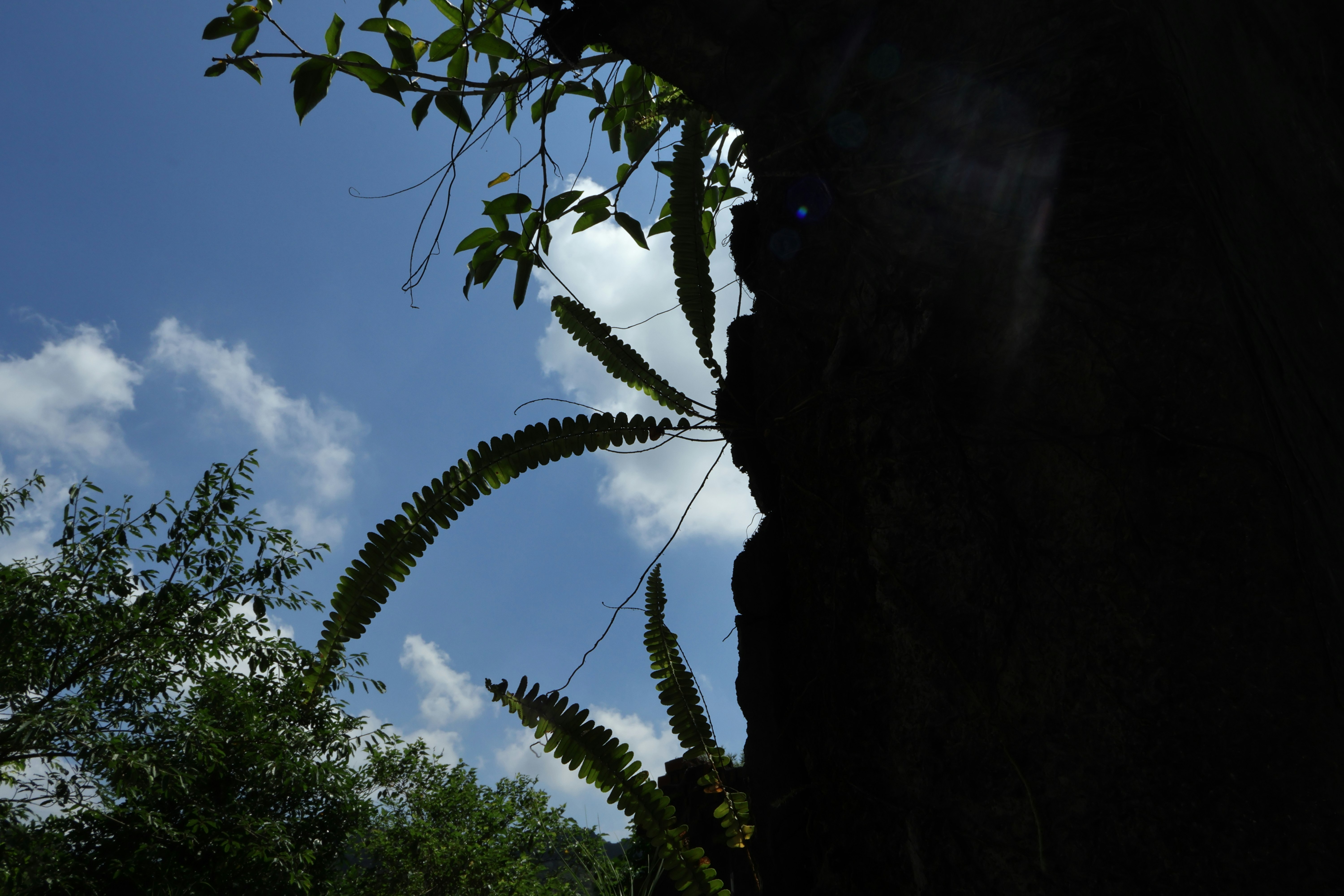 espinas de cactus y hojas verdes apuntando al cielo
