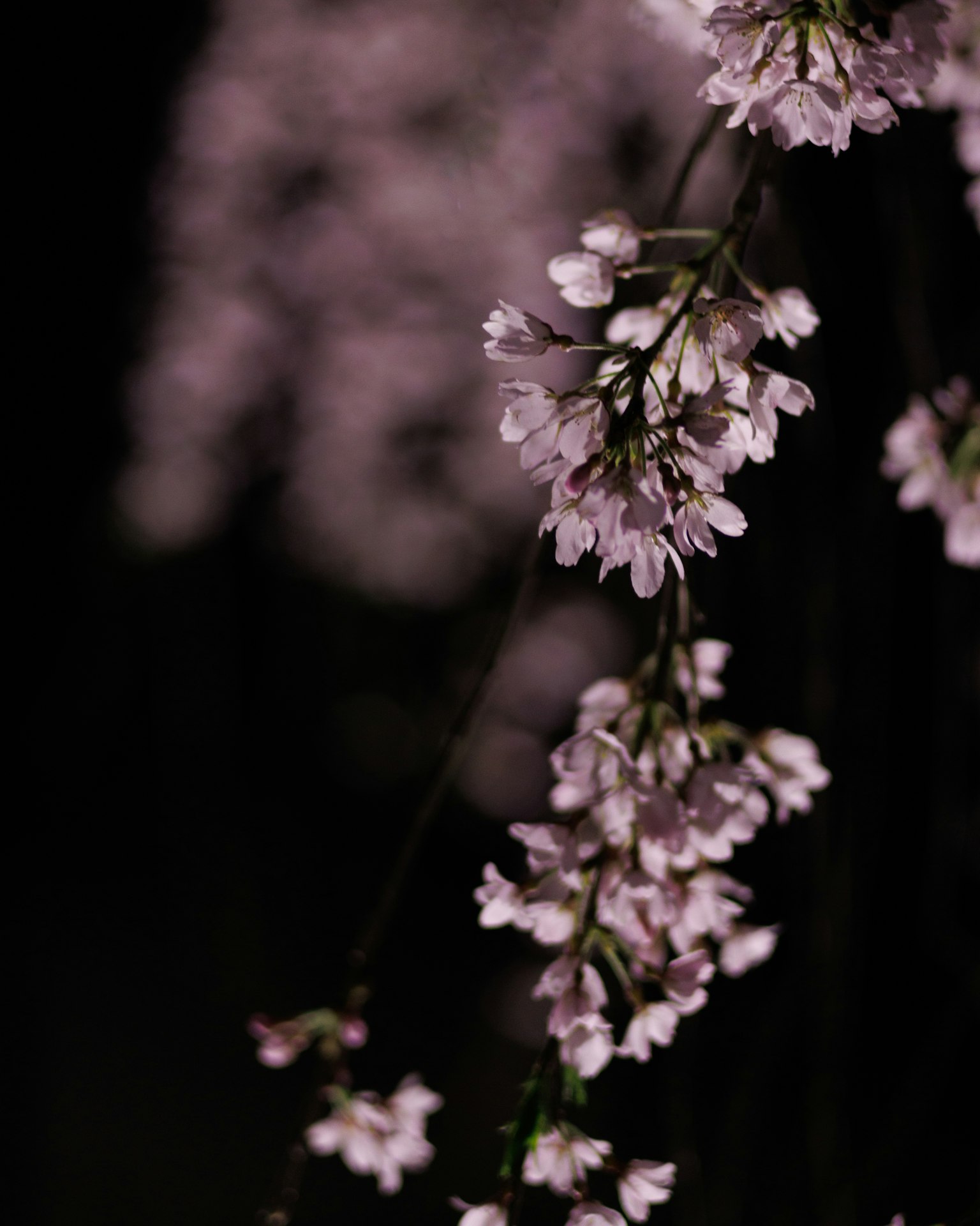 Zarte rosa Kirschblüten hängen vor einem dunklen Hintergrund