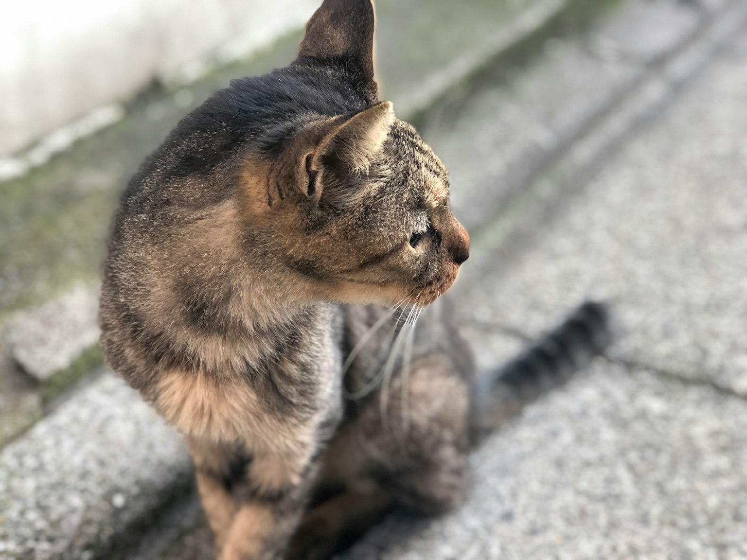 A cat sitting sideways with distinctive gray and brown fur