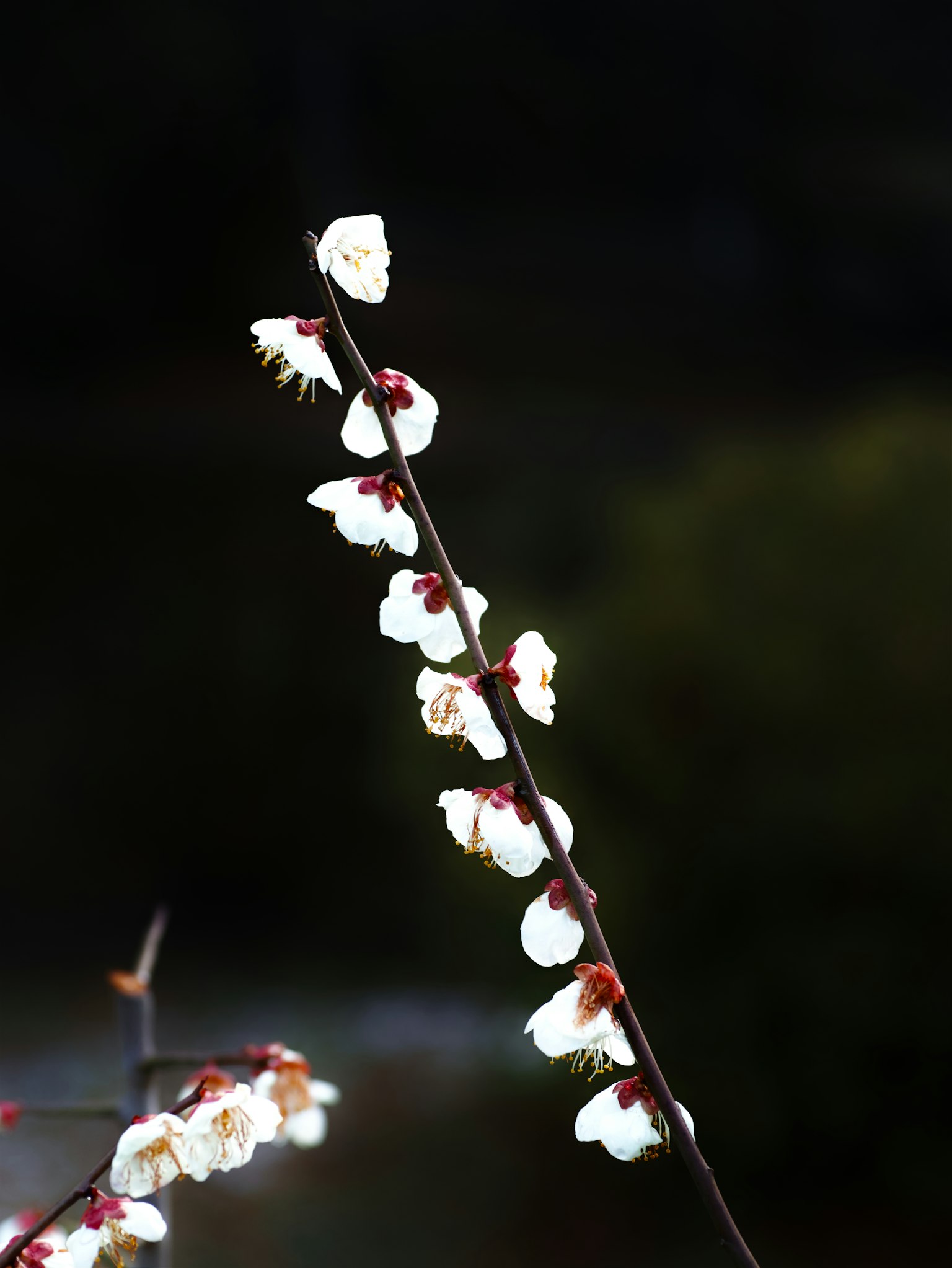 Un ramo con fiori bianchi su uno sfondo scuro