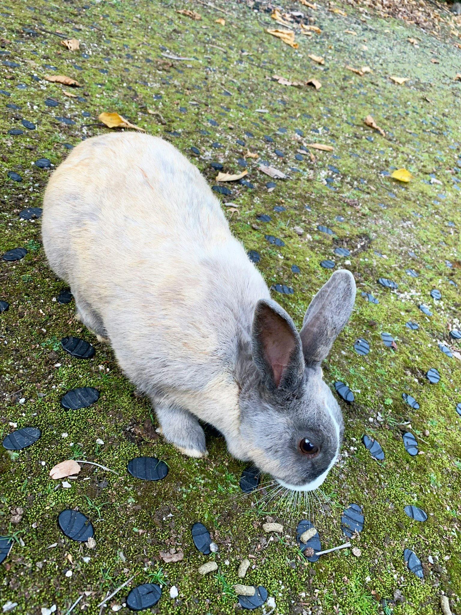 Gray rabbit on green ground
