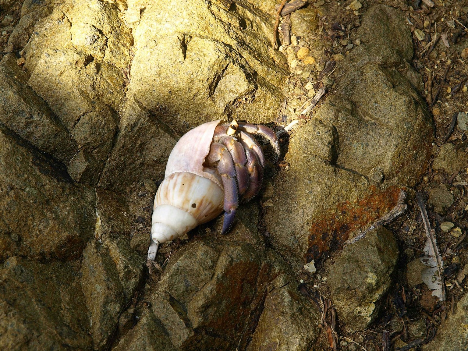 Immagine di un guscio simile a una lumaca appoggiato su una roccia