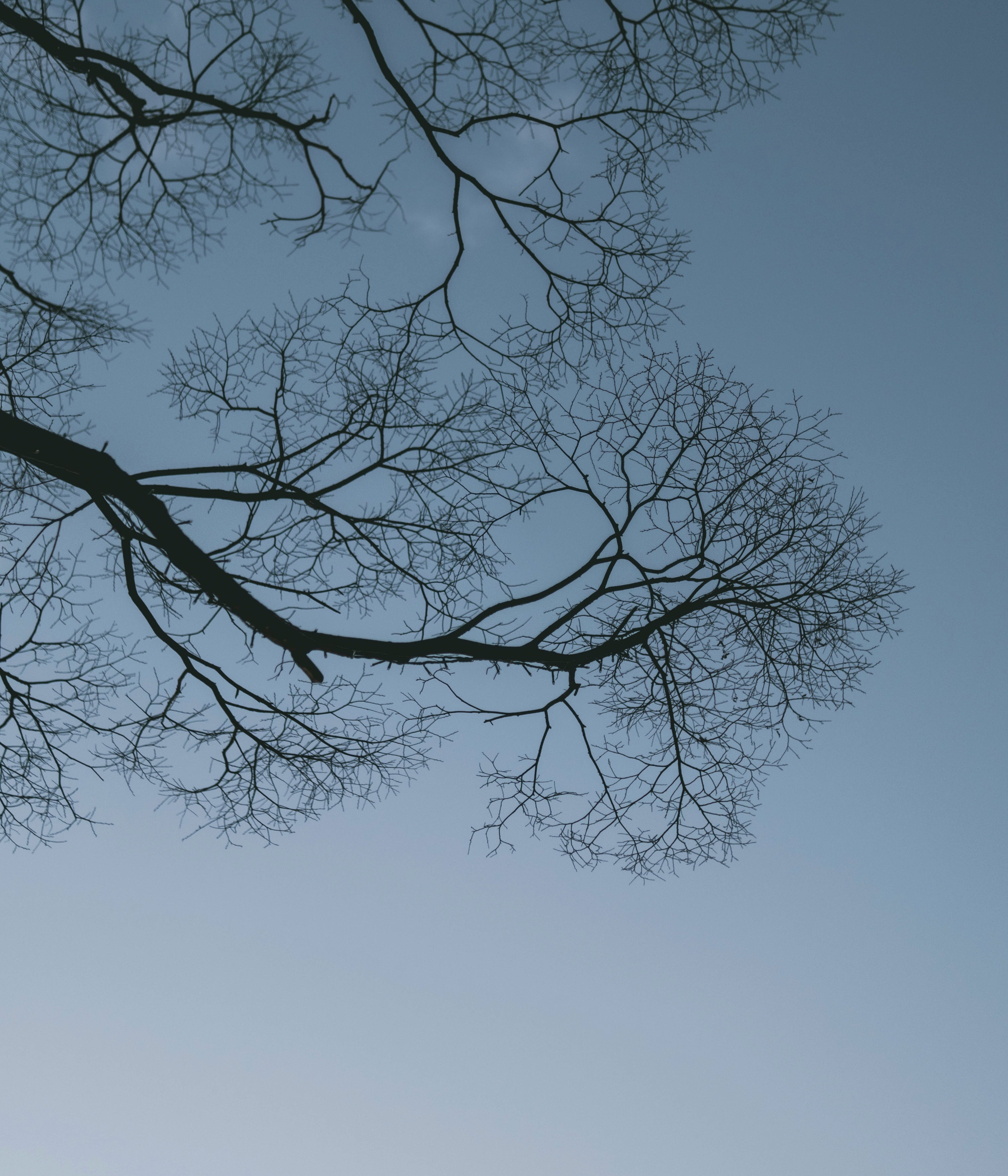 winter bare tree branches silhouetted against a clear blue sky
