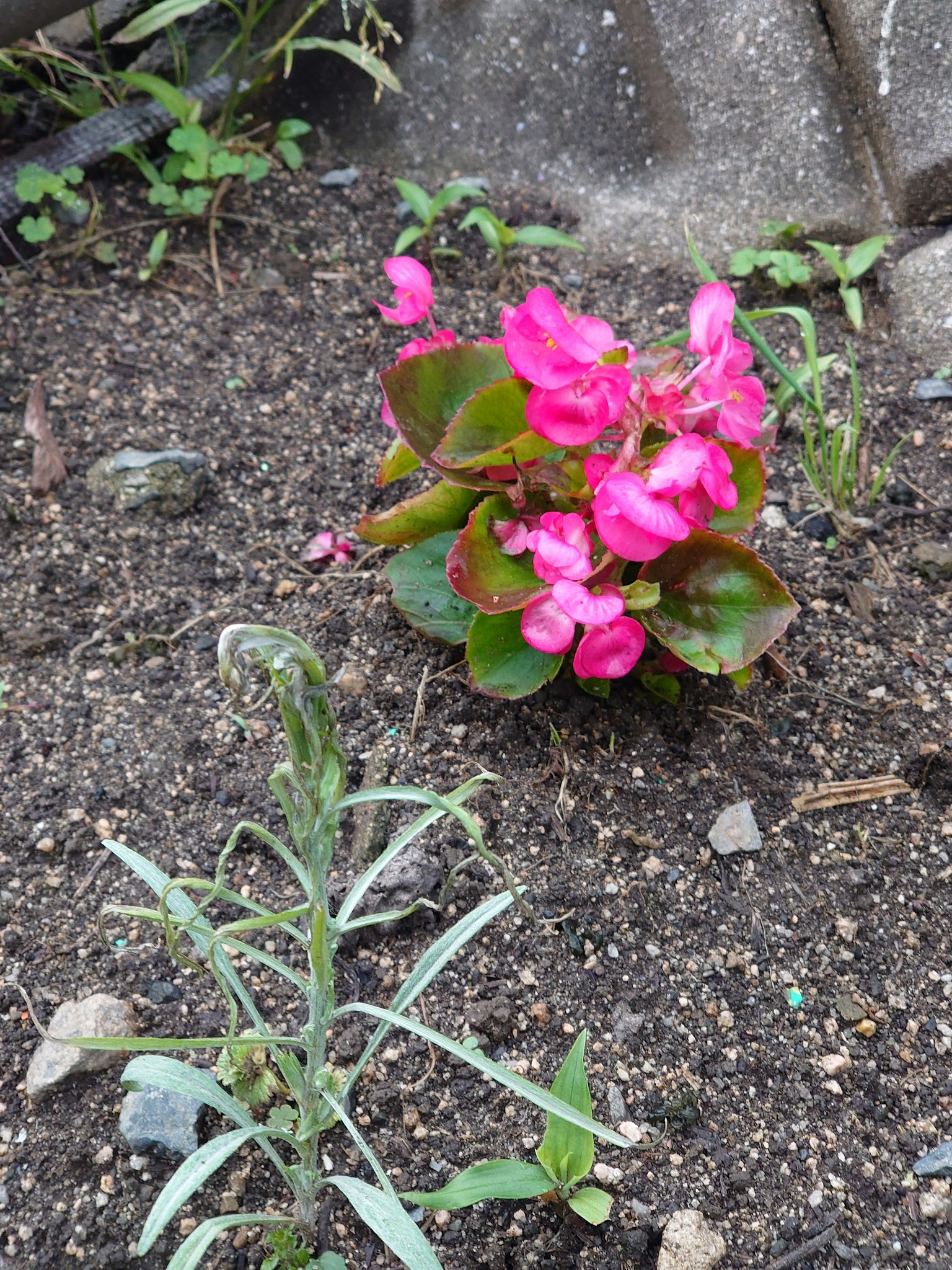 Planta de begonia con flores rosas vibrantes rodeada de tierra