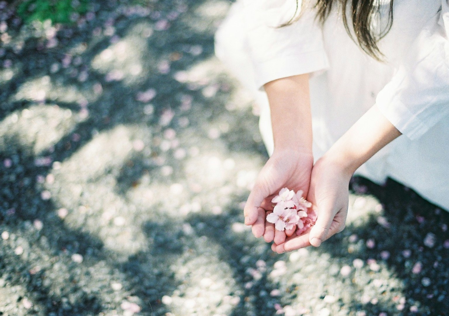 A woman in a white dress holding cherry blossom petals in her hands