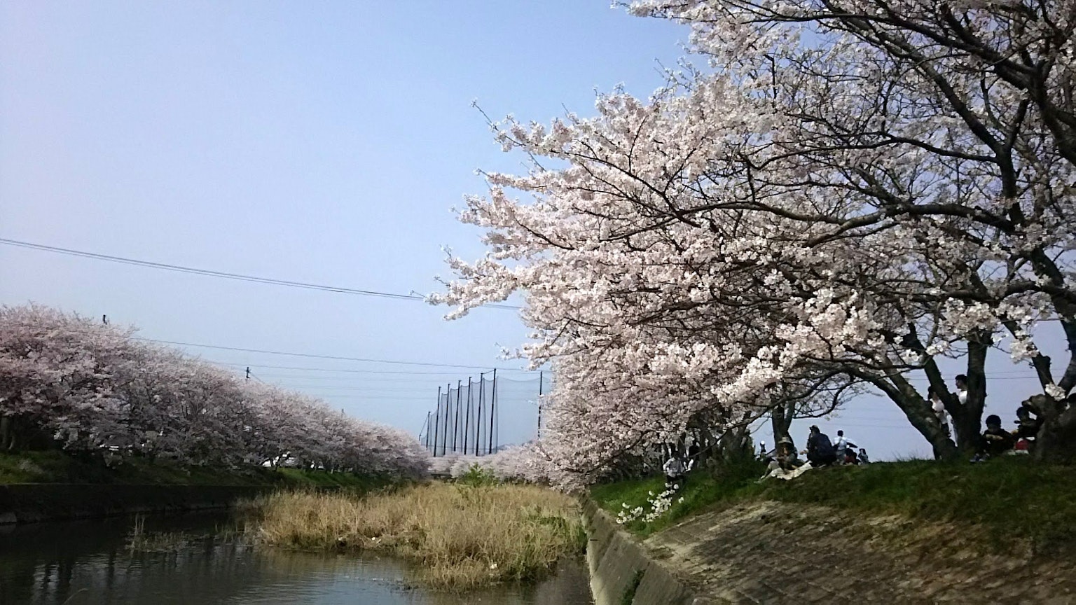 Scenic view of cherry blossom trees along a river