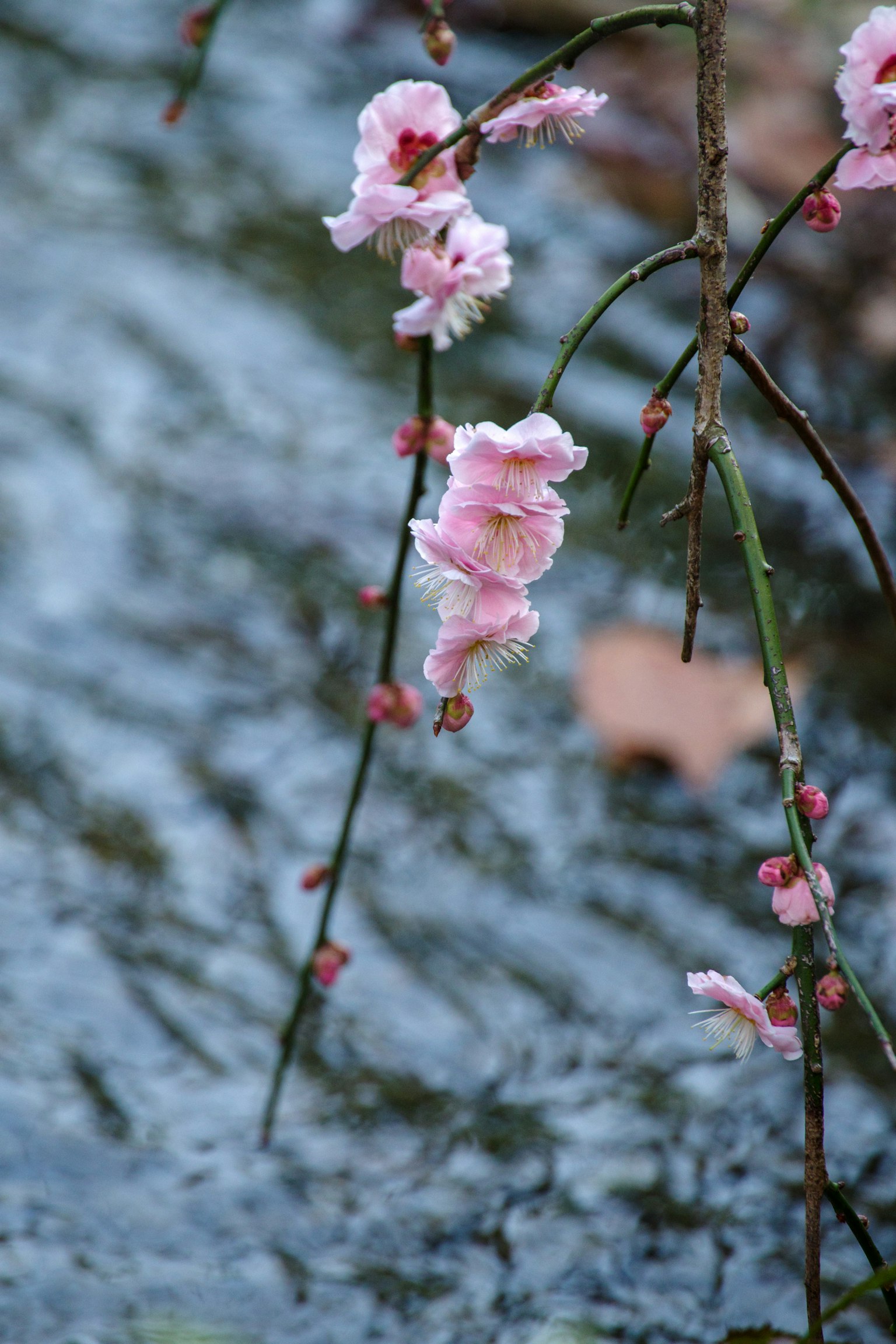 Rami di fiori di pesco con petali rosa chiaro che si riflettono sulla superficie dell'acqua