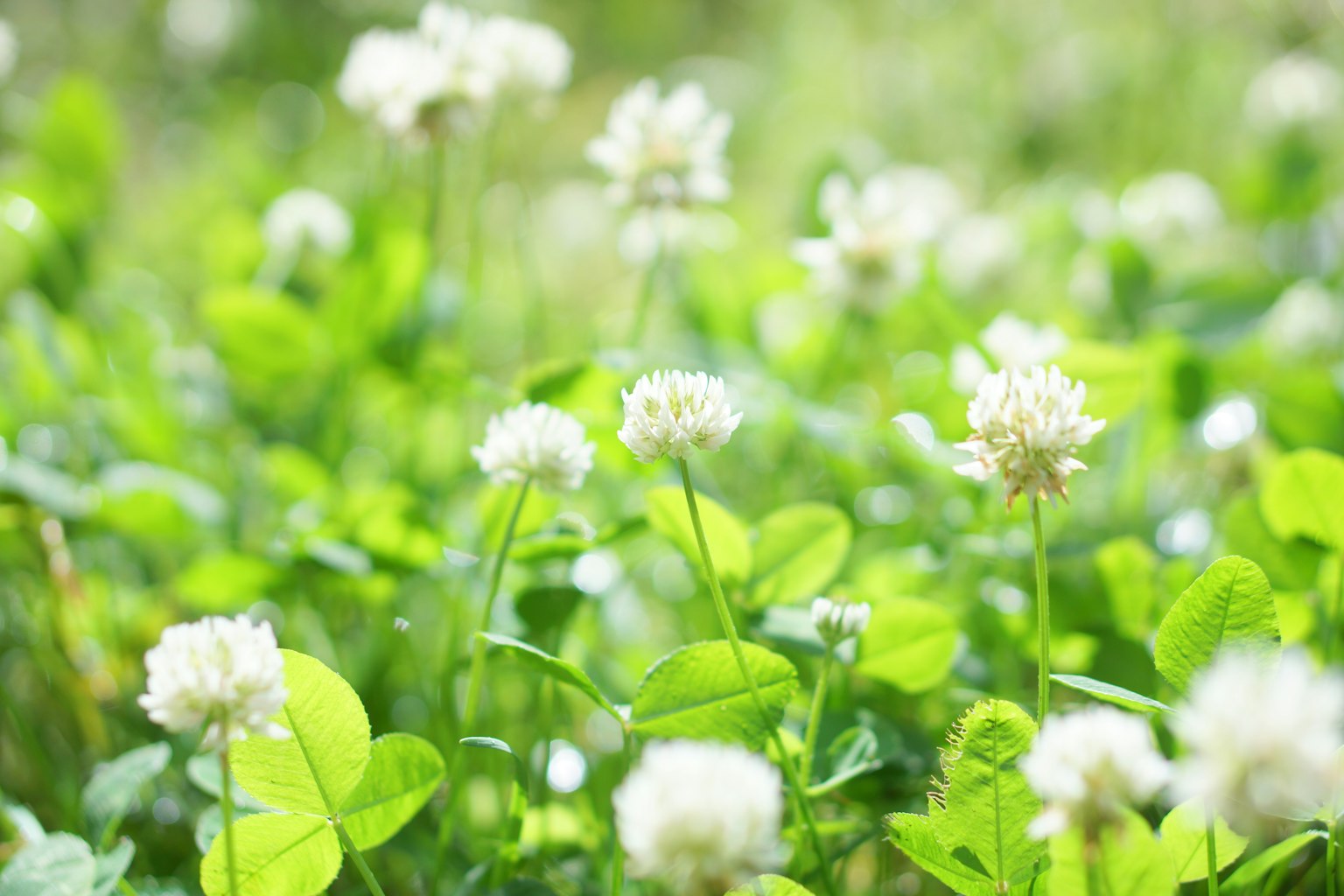 Campo de flores de trébol blanco y hojas verdes