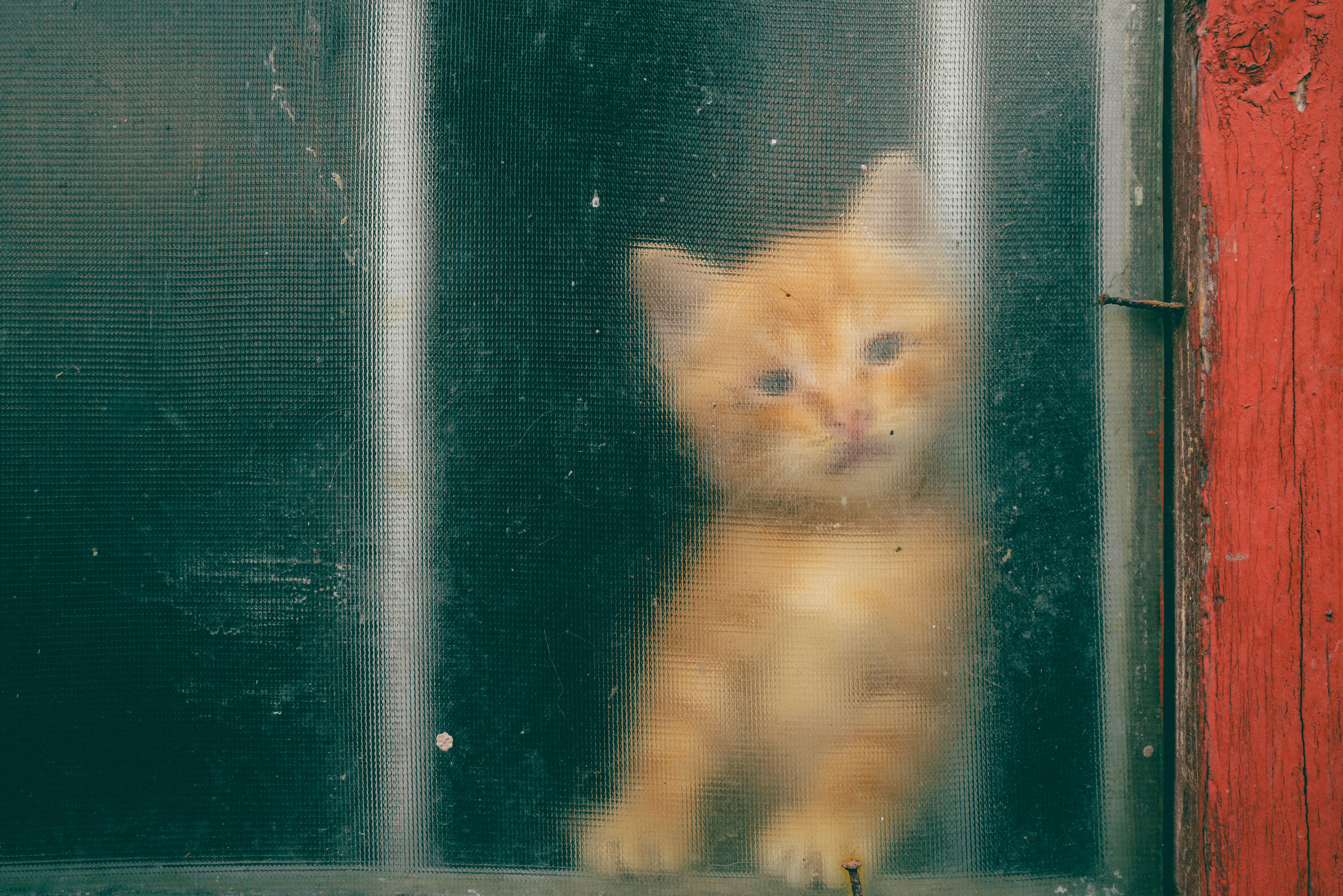 ガラス越しに見える子猫のぼんやりした表情