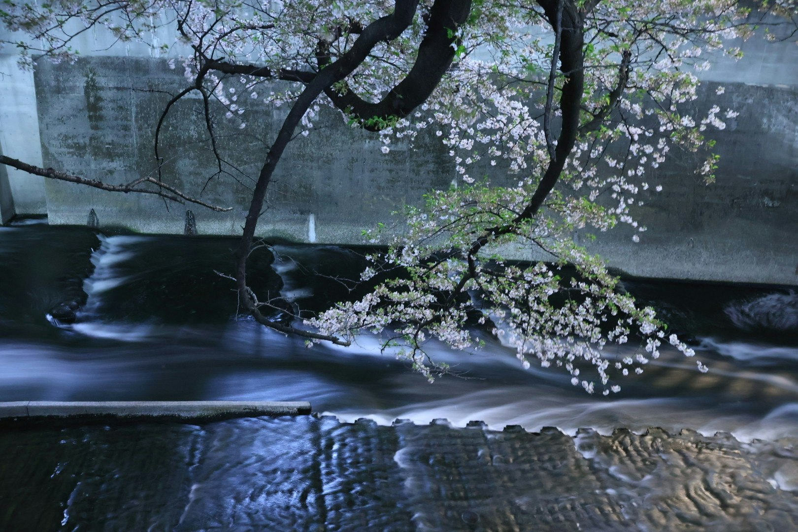 石壁の前で流れる水と桜の枝