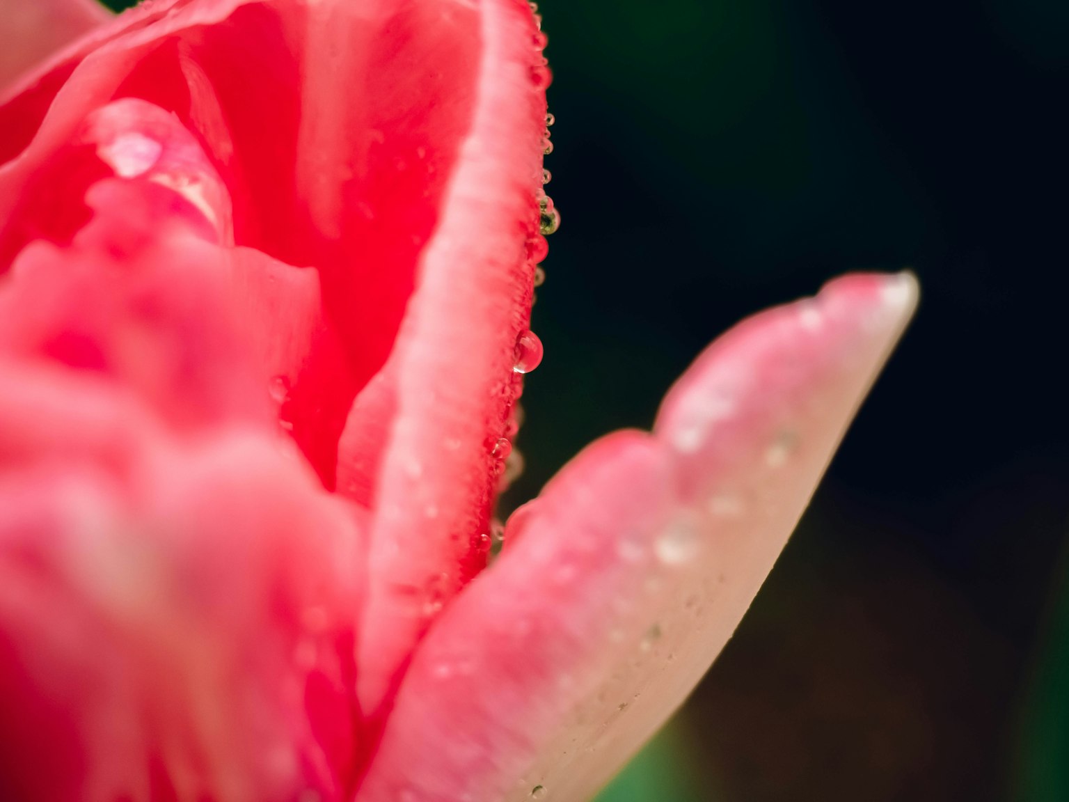 Gros plan sur un pétale de tulipe rouge avec des gouttes d'eau