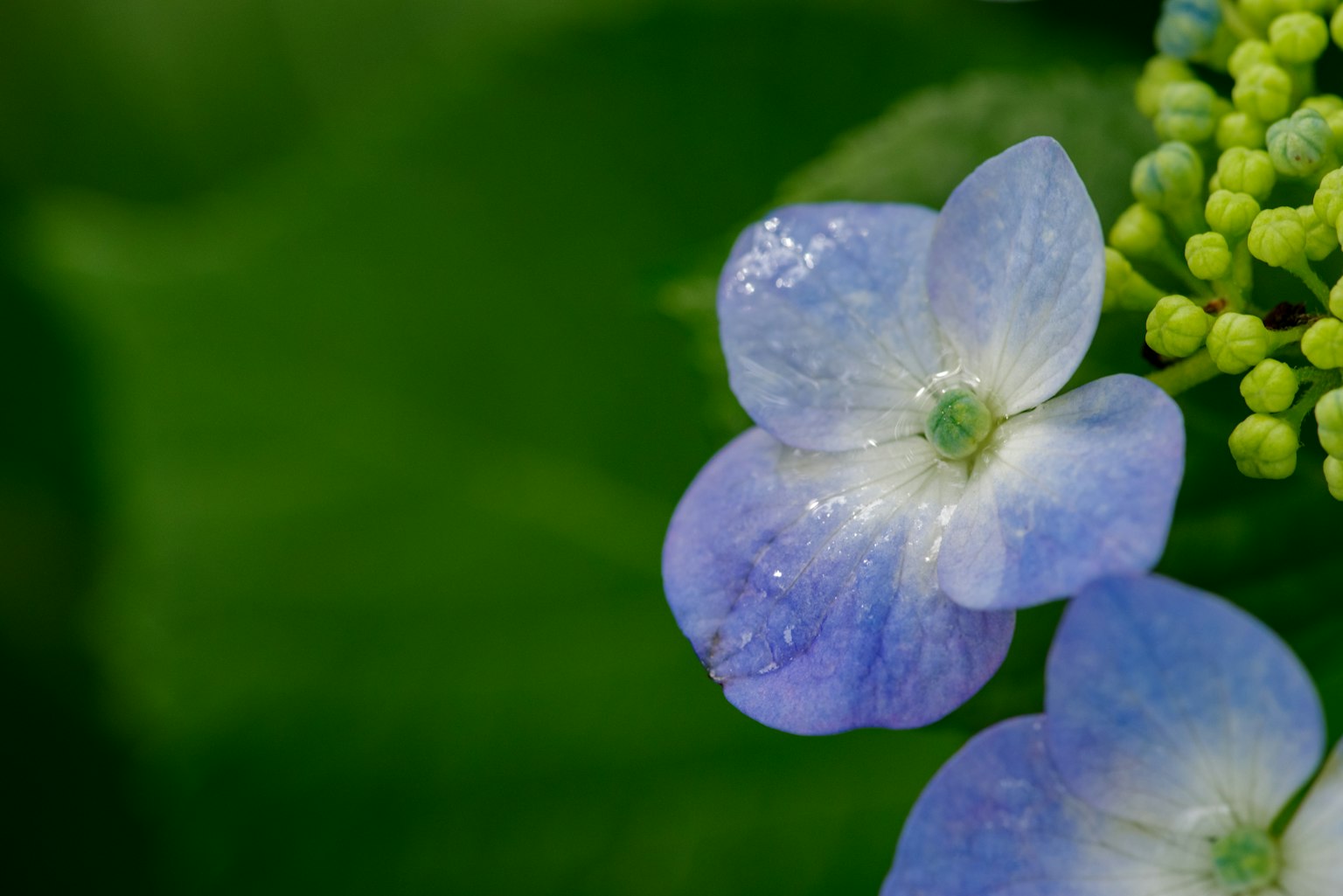 蓝色绣球花的特写，背景是绿色叶子