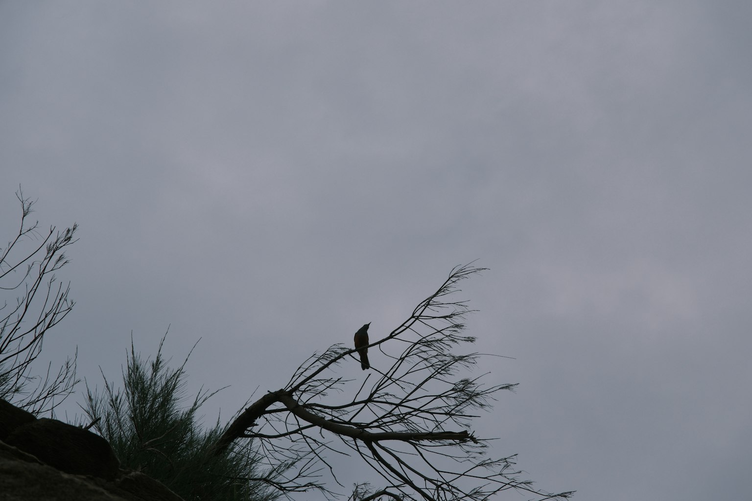 Vogel auf einem kahlen Ast vor einem bewölkten Himmel