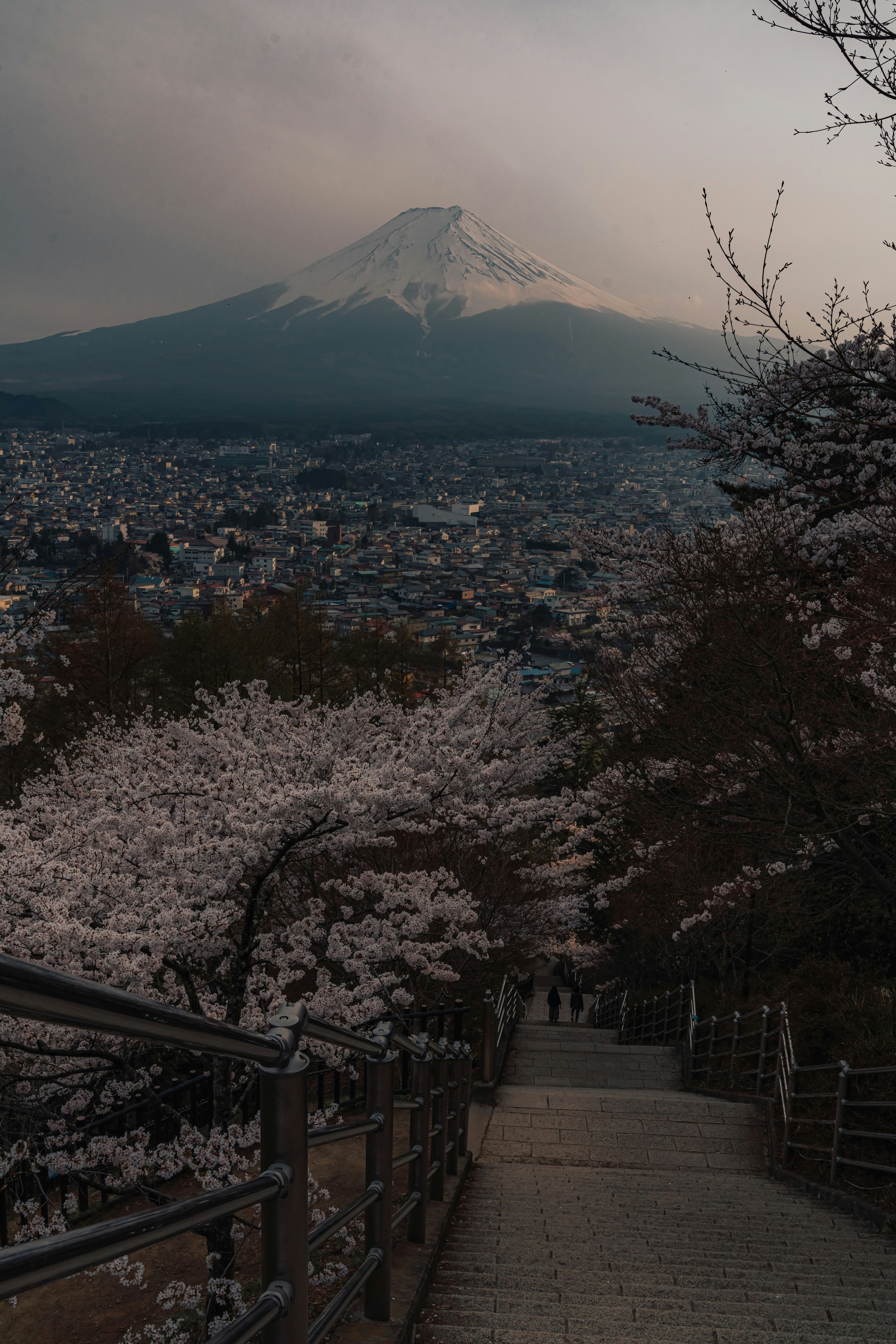 桜並木と遠くにそびえる山並みの街景
