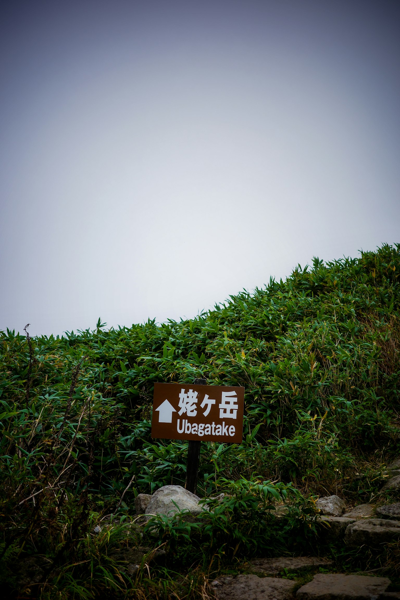 一个被绿色植物包围的标志，指示一个位置