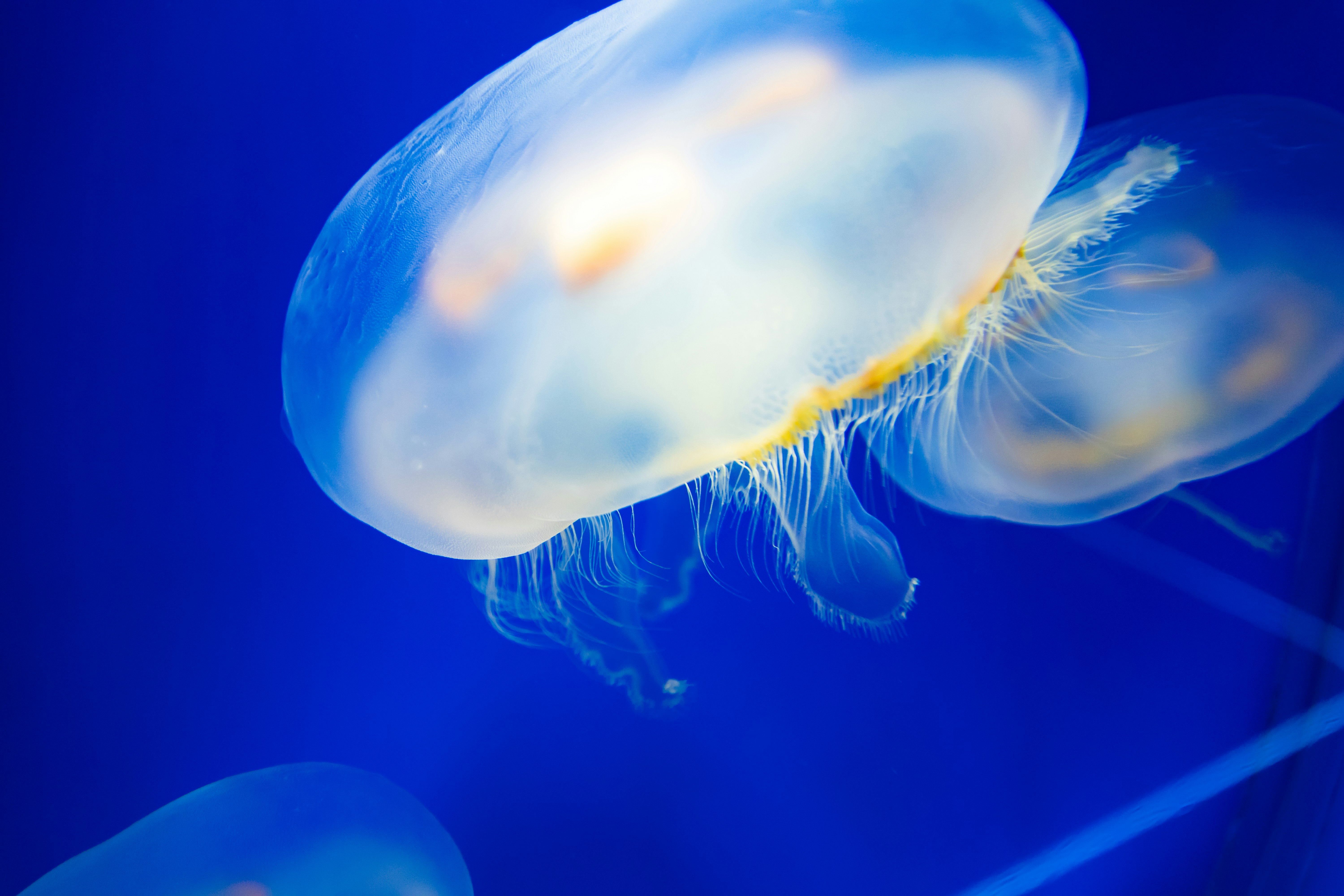 jellyfish drifting in blue water