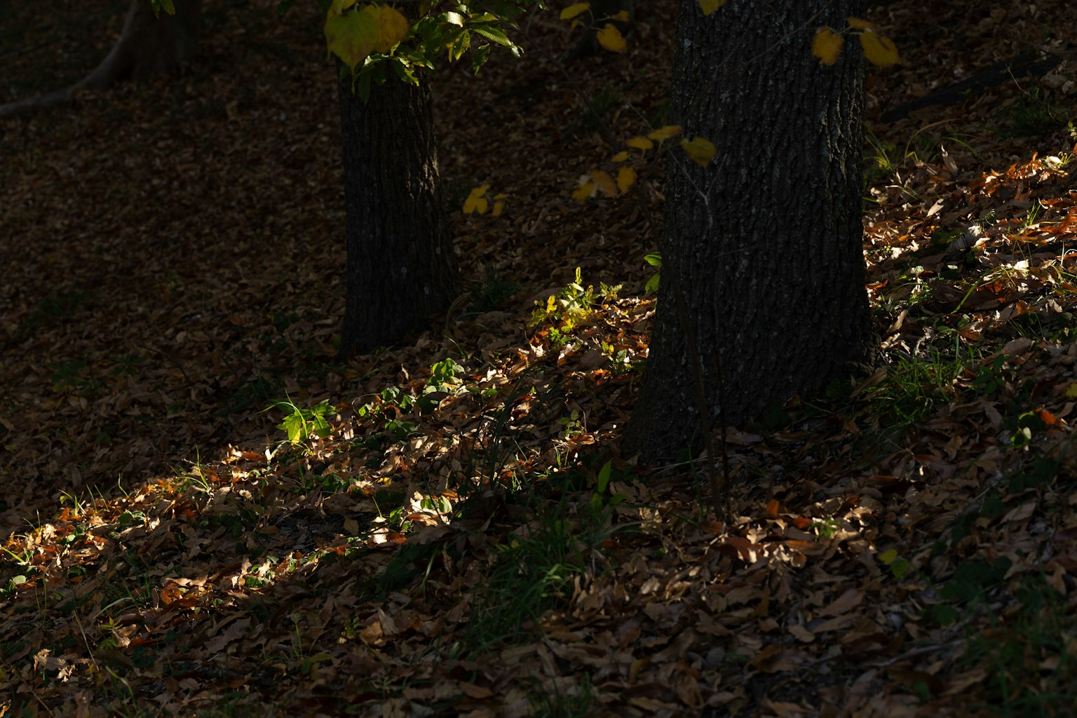 Shadows of trees and fallen leaves in a dark forest