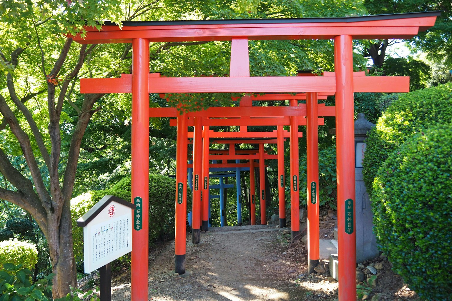 Con đường được bao quanh bởi các cổng torii đỏ và cây cối xanh tươi