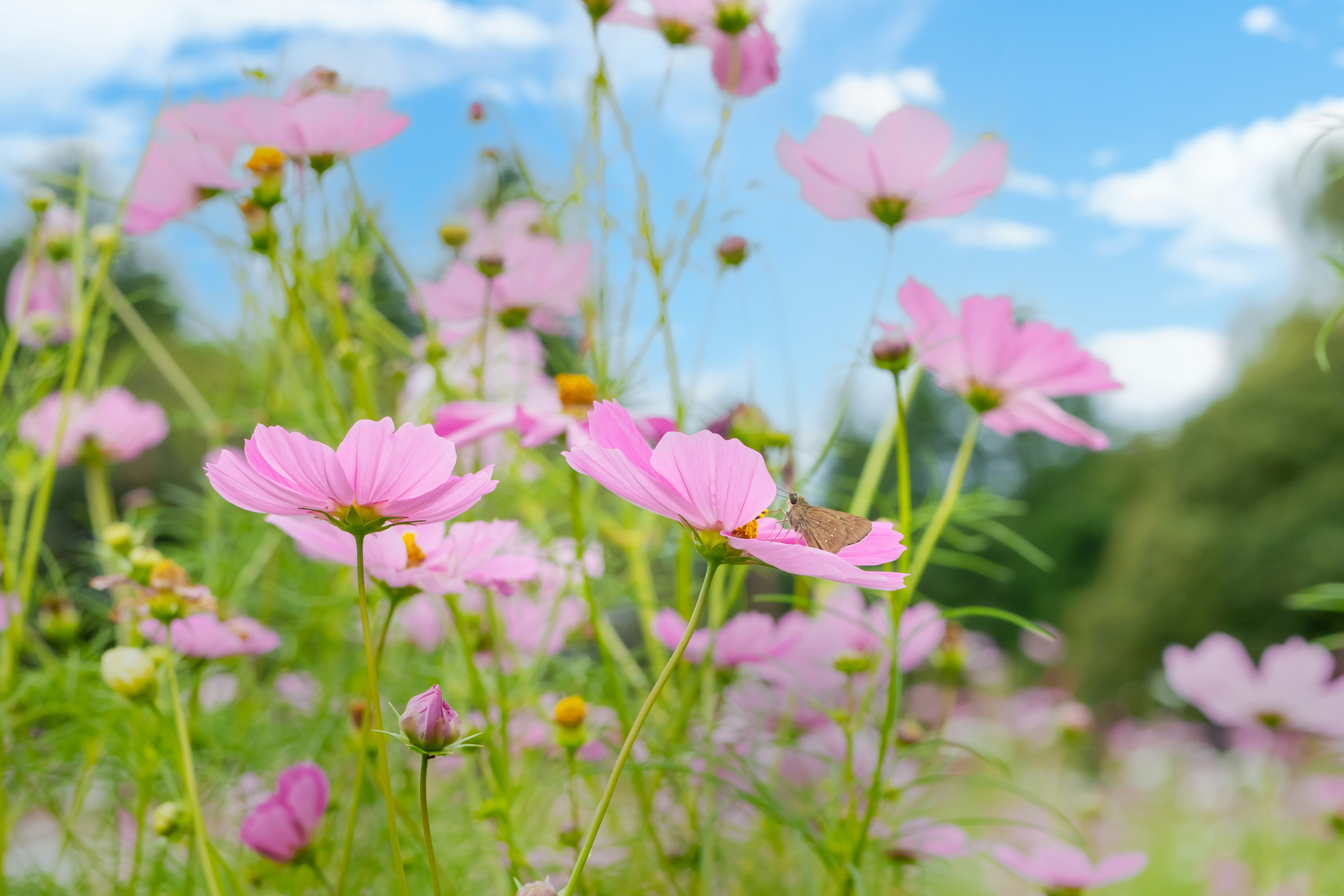 青空の下で咲くピンクのコスモスの花畑