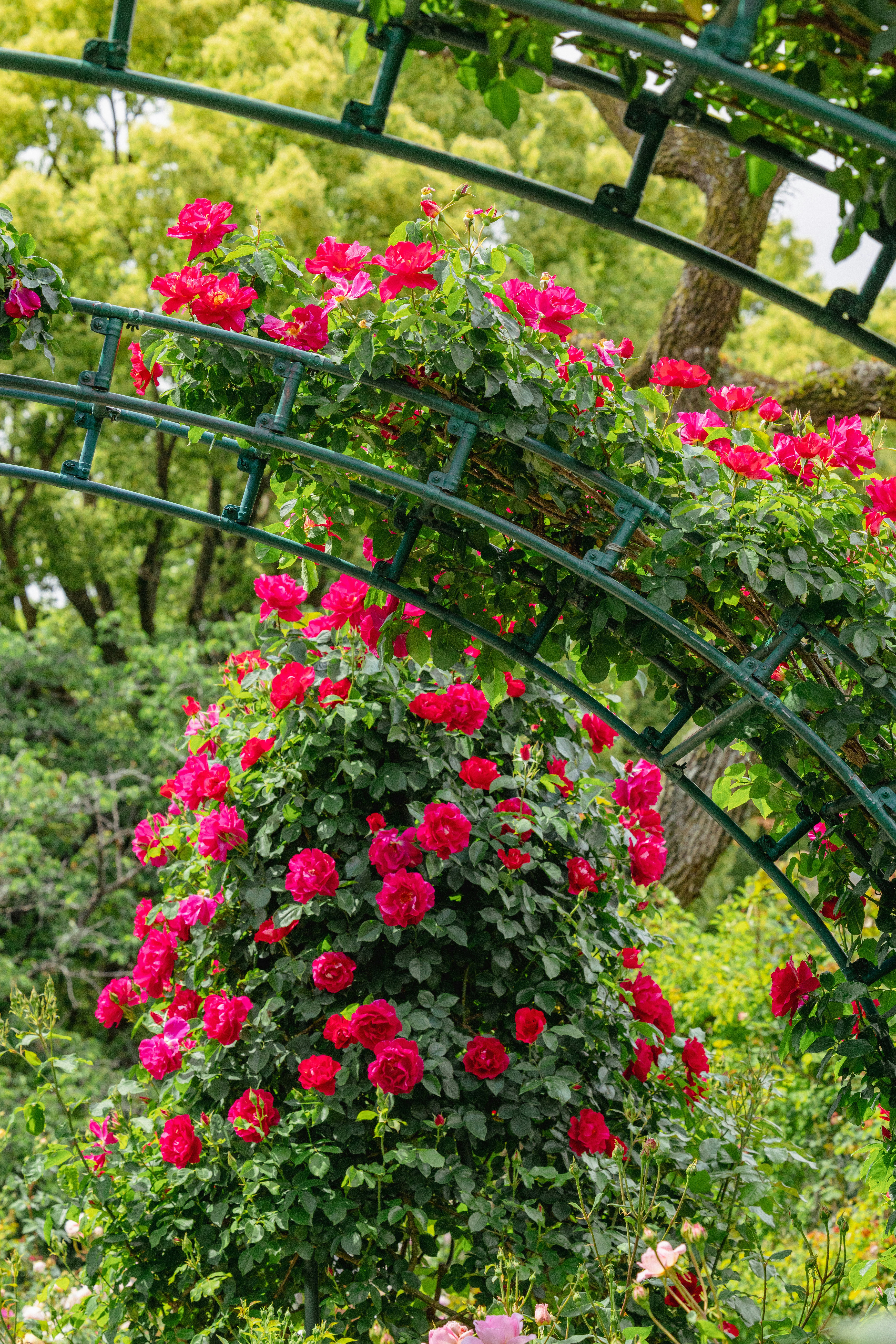バラの花がアーチ状の柵に咲き誇る庭園