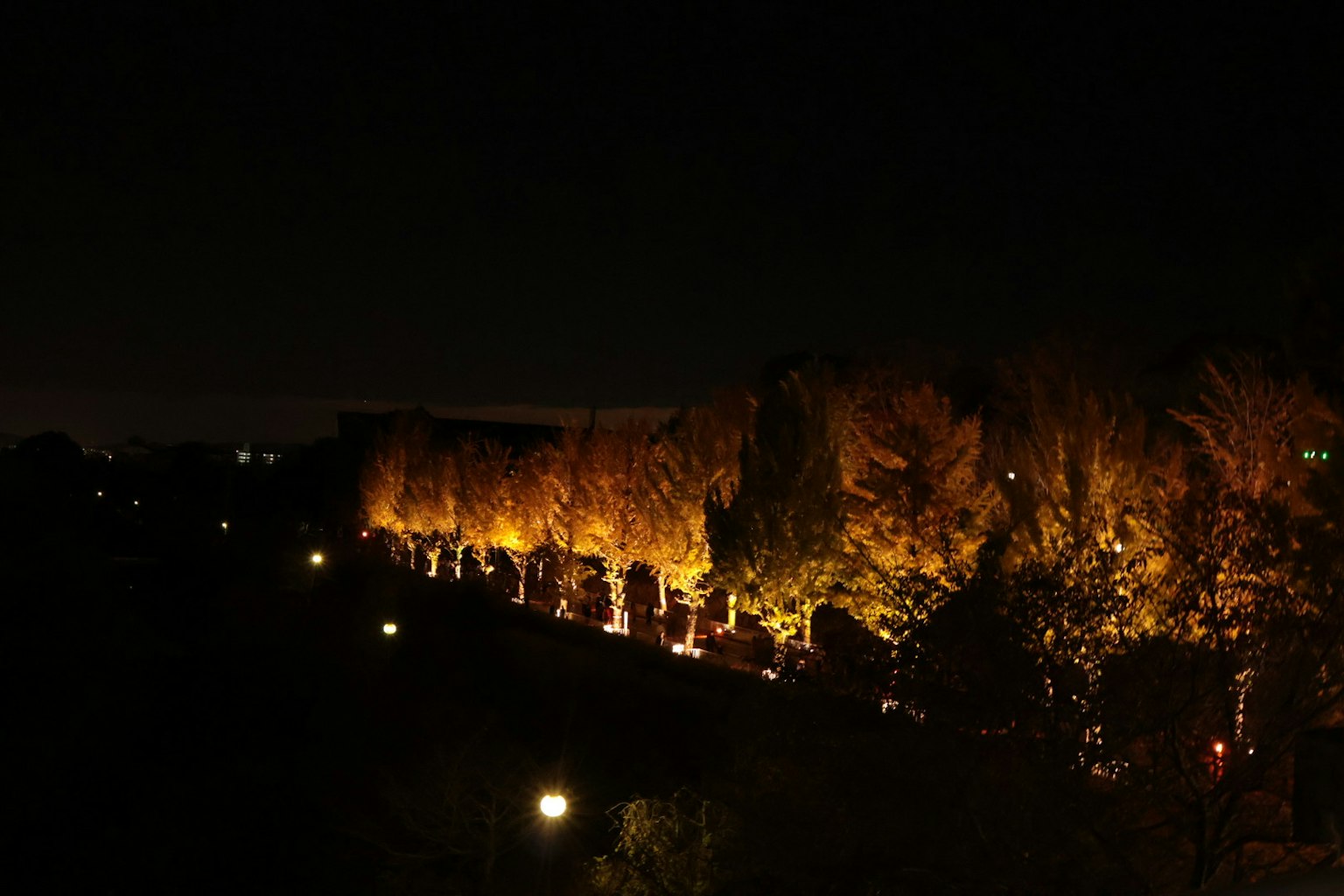 Vue nocturne d'arbres illuminés et de lampadaires