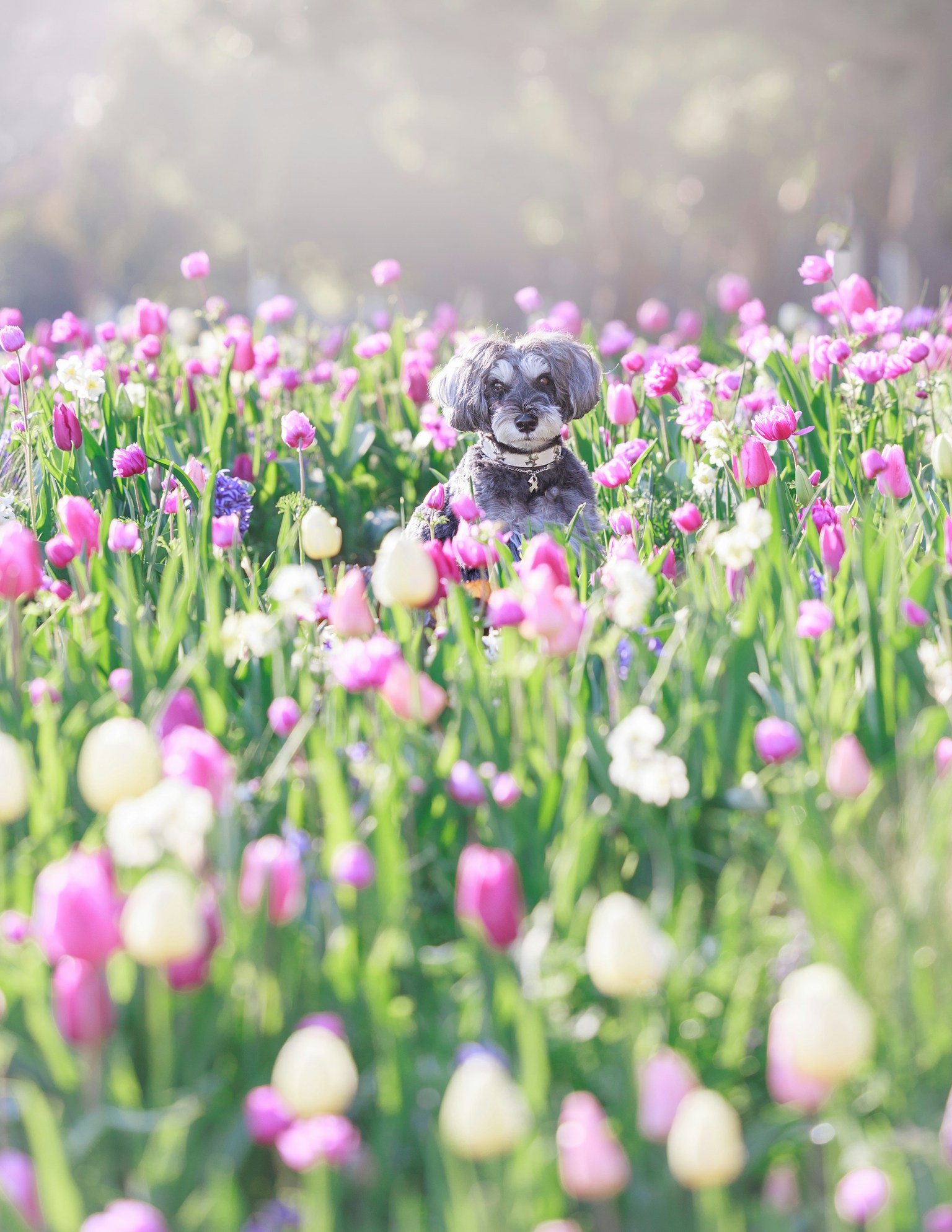 Stuffed dog among colorful tulips in a vibrant field