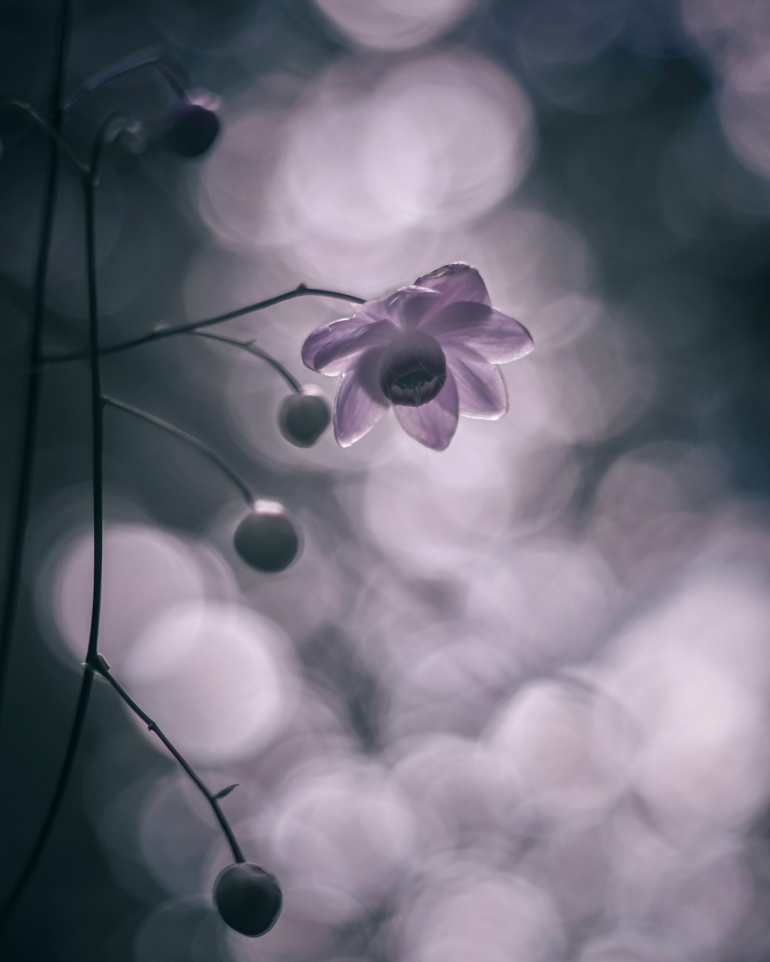 Hoa tím nhạt với nụ trên nền mờ của ánh sáng bokeh