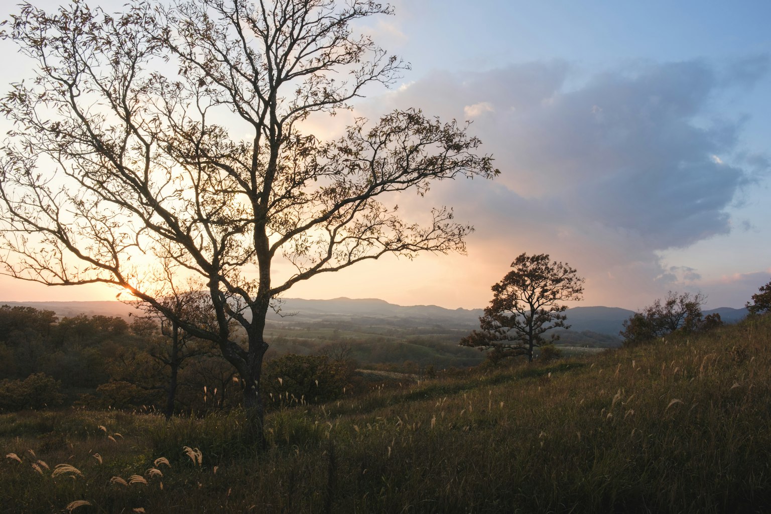 Landscape featuring trees and a grassy field during sunset