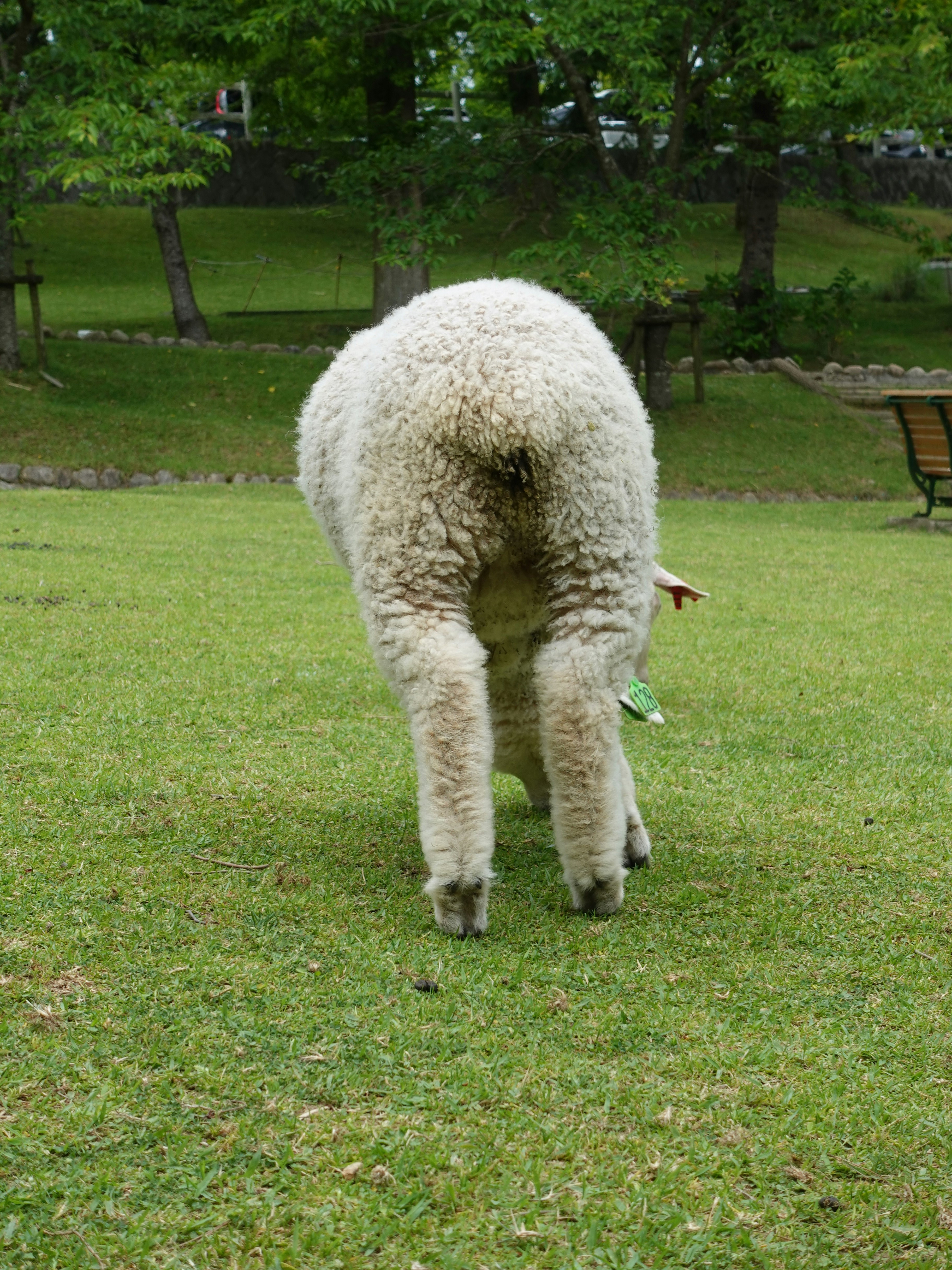 sheep grazing on a grassy lawn