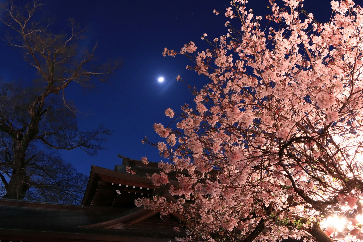 Kirschblüten nachts beleuchtet mit einem Mond am Himmel