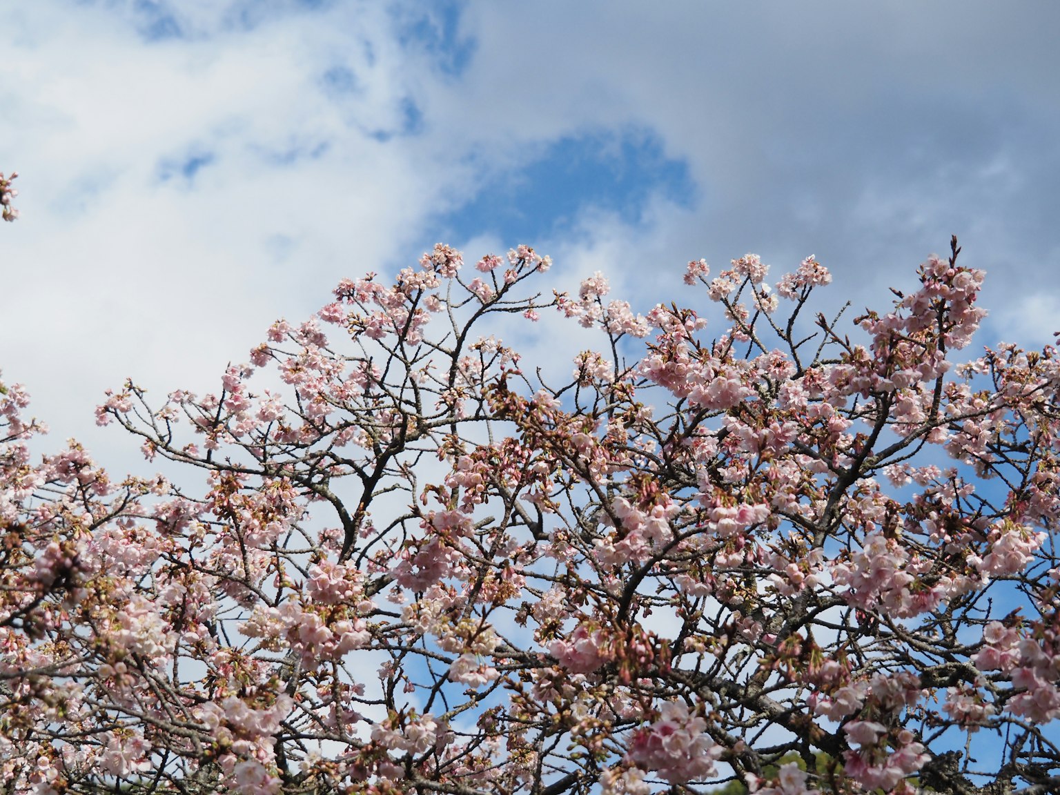 Branches d'un cerisier en fleurs roses sous un ciel bleu