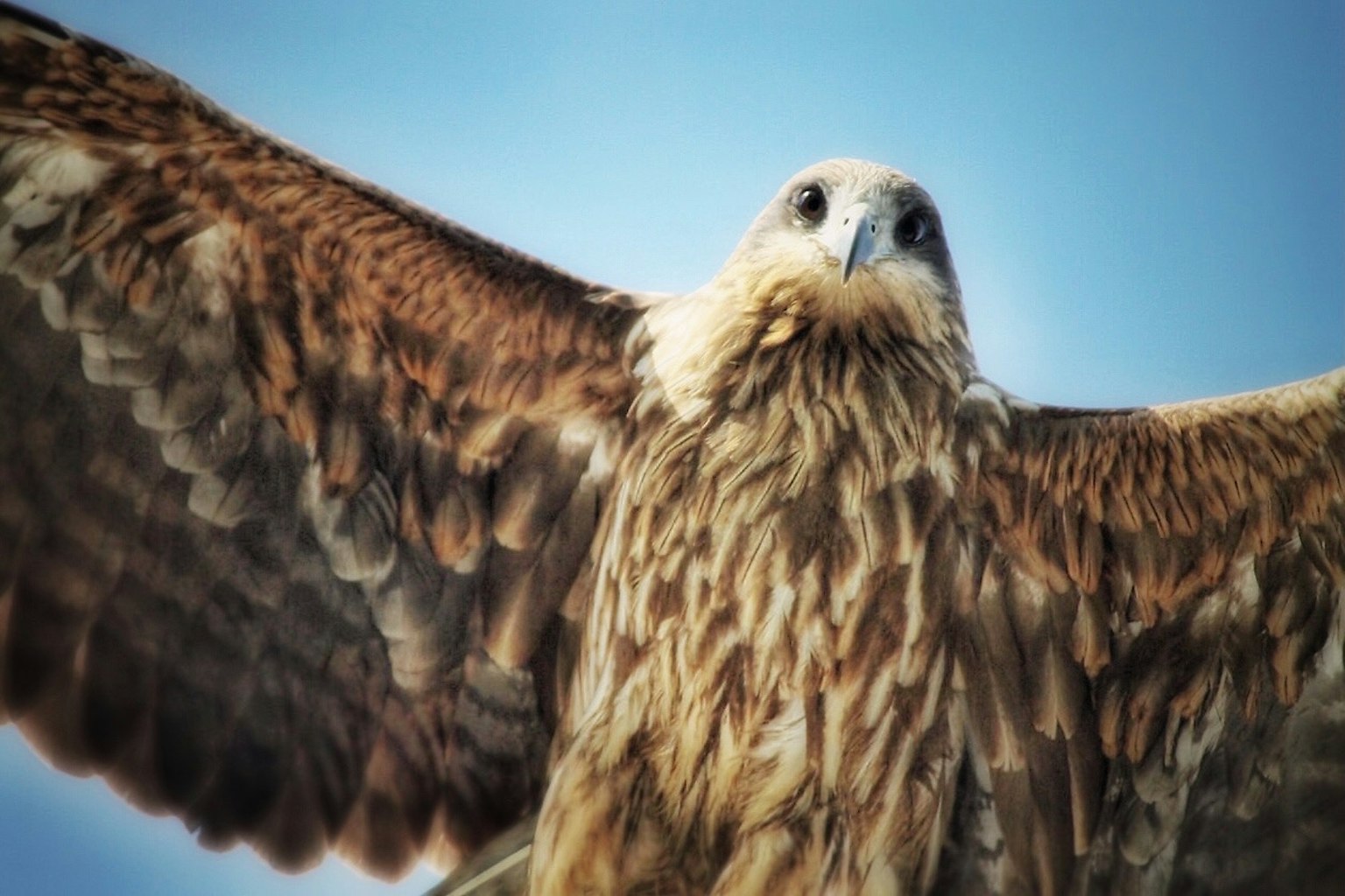 Close-up of a hawk spreading its wings against a blue sky featuring vibrant feathers
