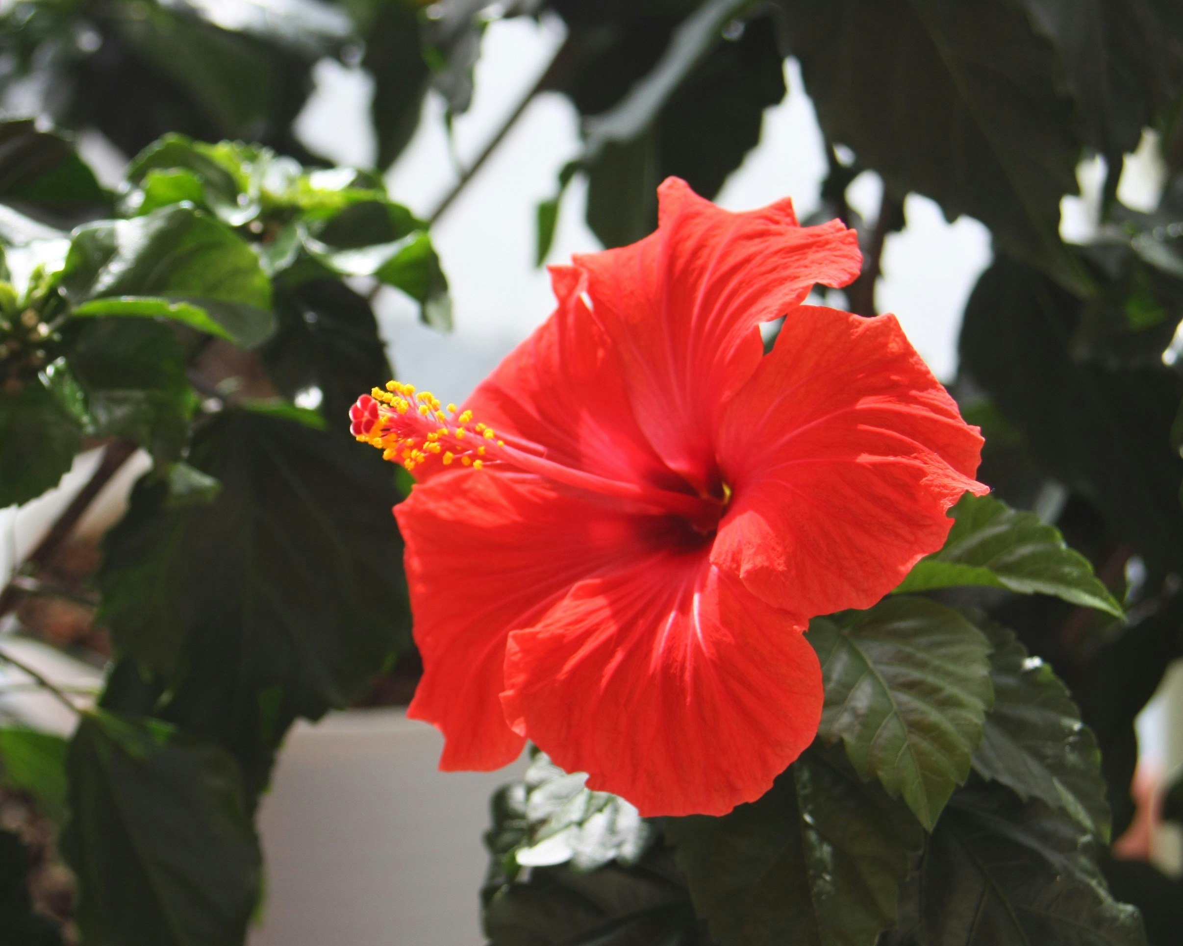 赤いハイビスカスの花と緑の葉のクローズアップ